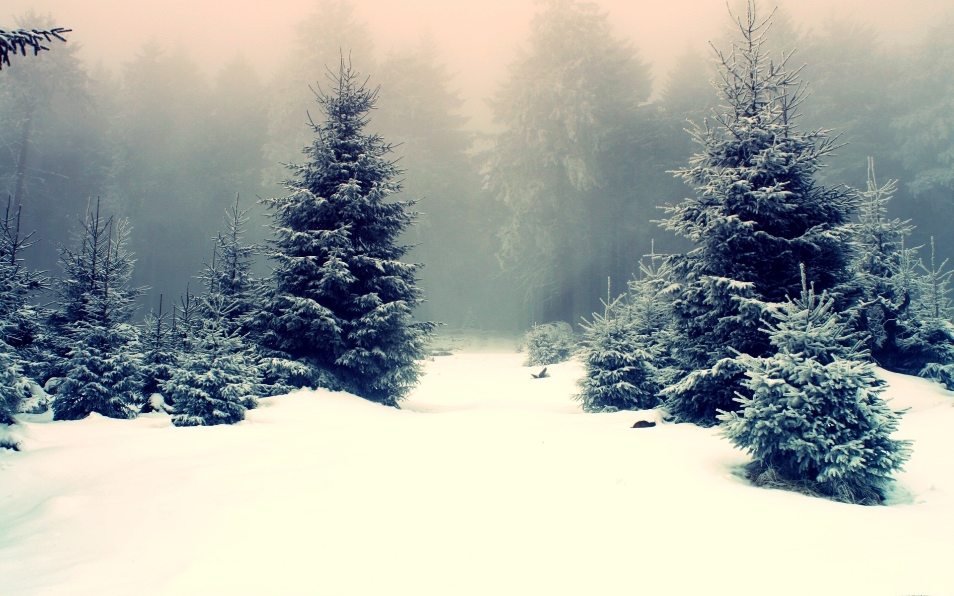 Winter Forest Landscape Nature Snow Wallpapers