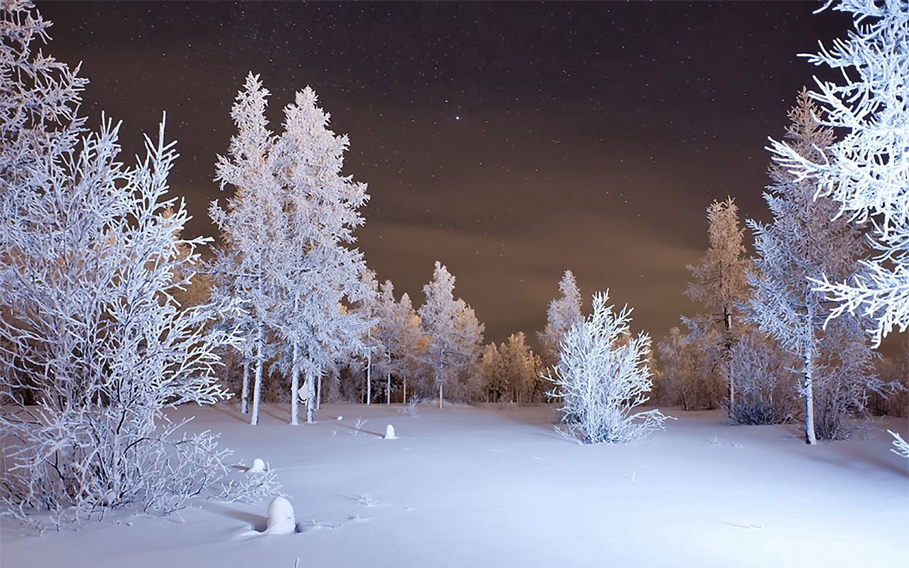 Winter Forest Landscape Nature Snow Wallpapers