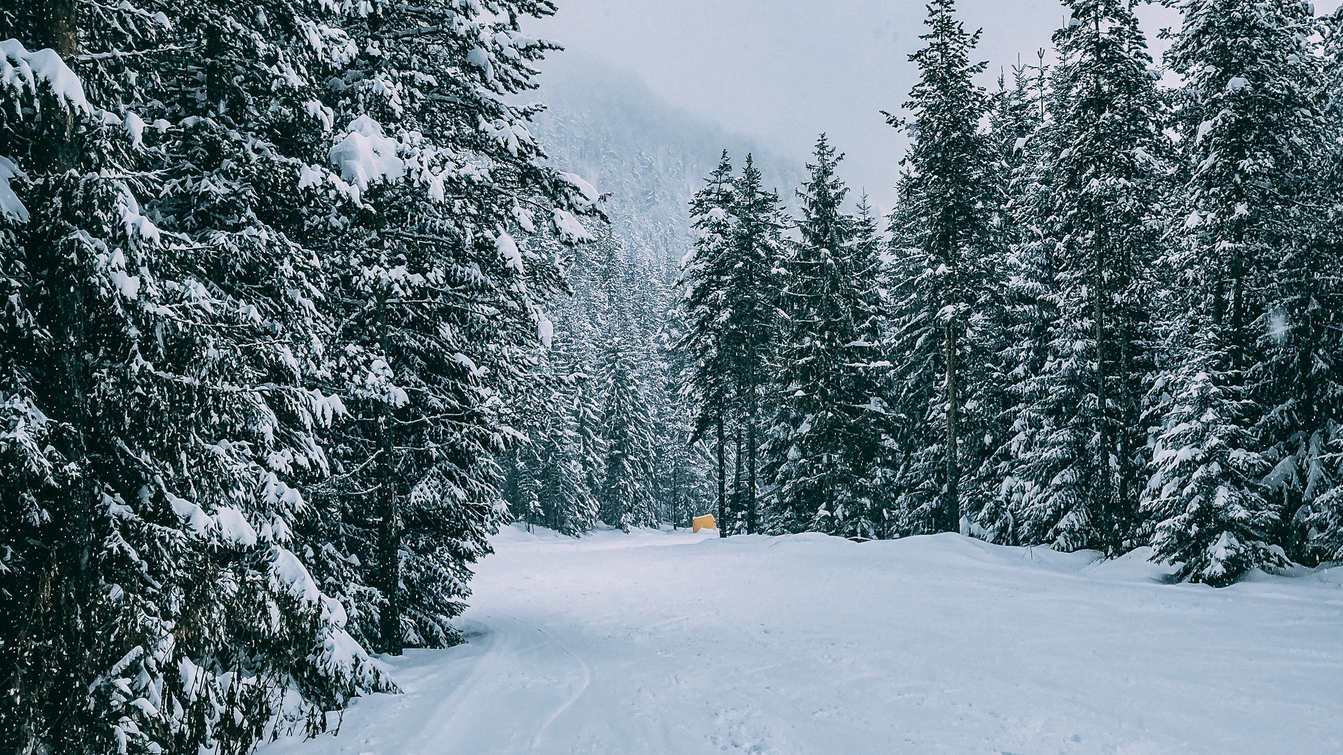 Winter Forest Landscape Nature Snow Wallpapers