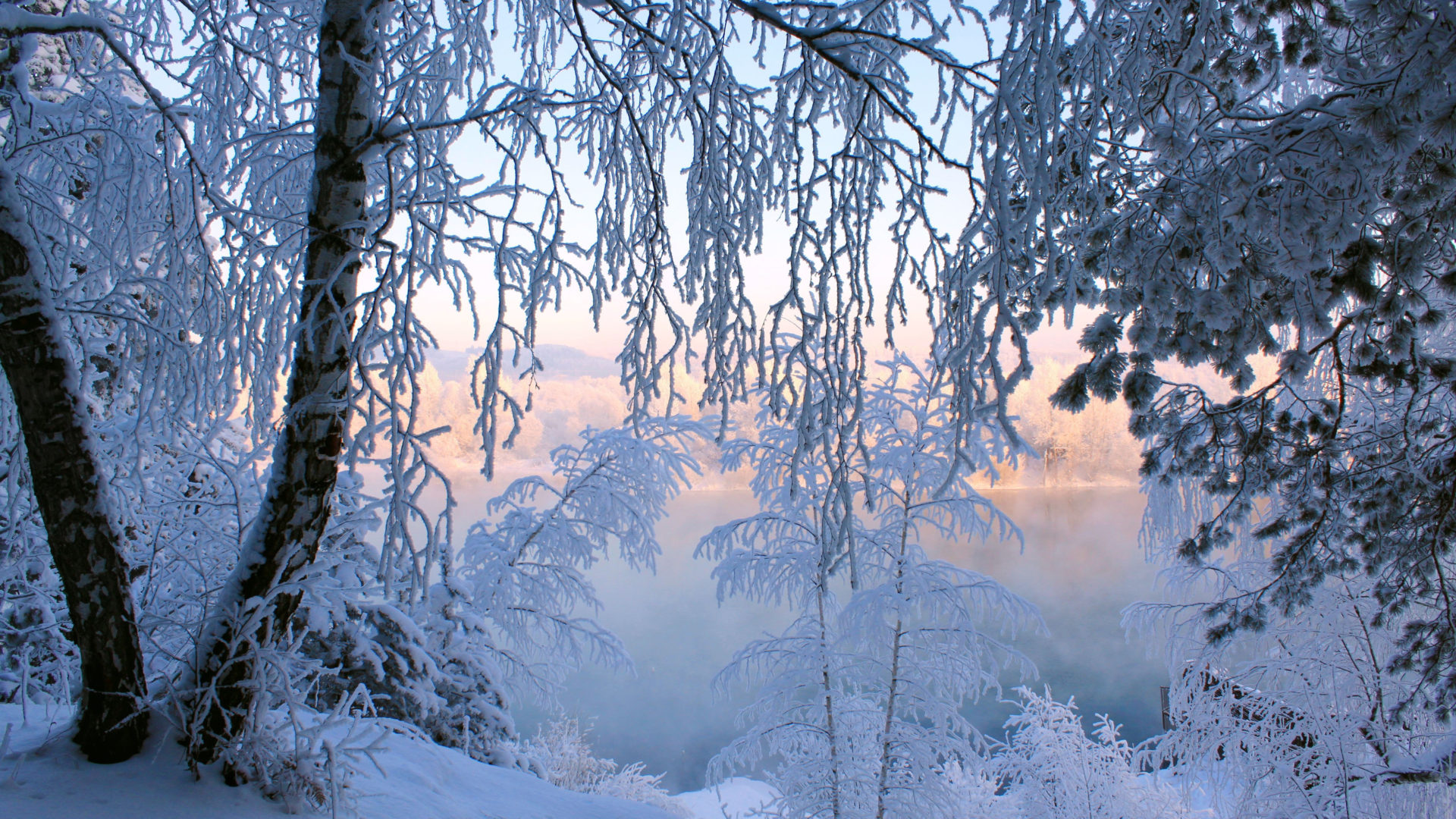 Winter Trees Wallpapers