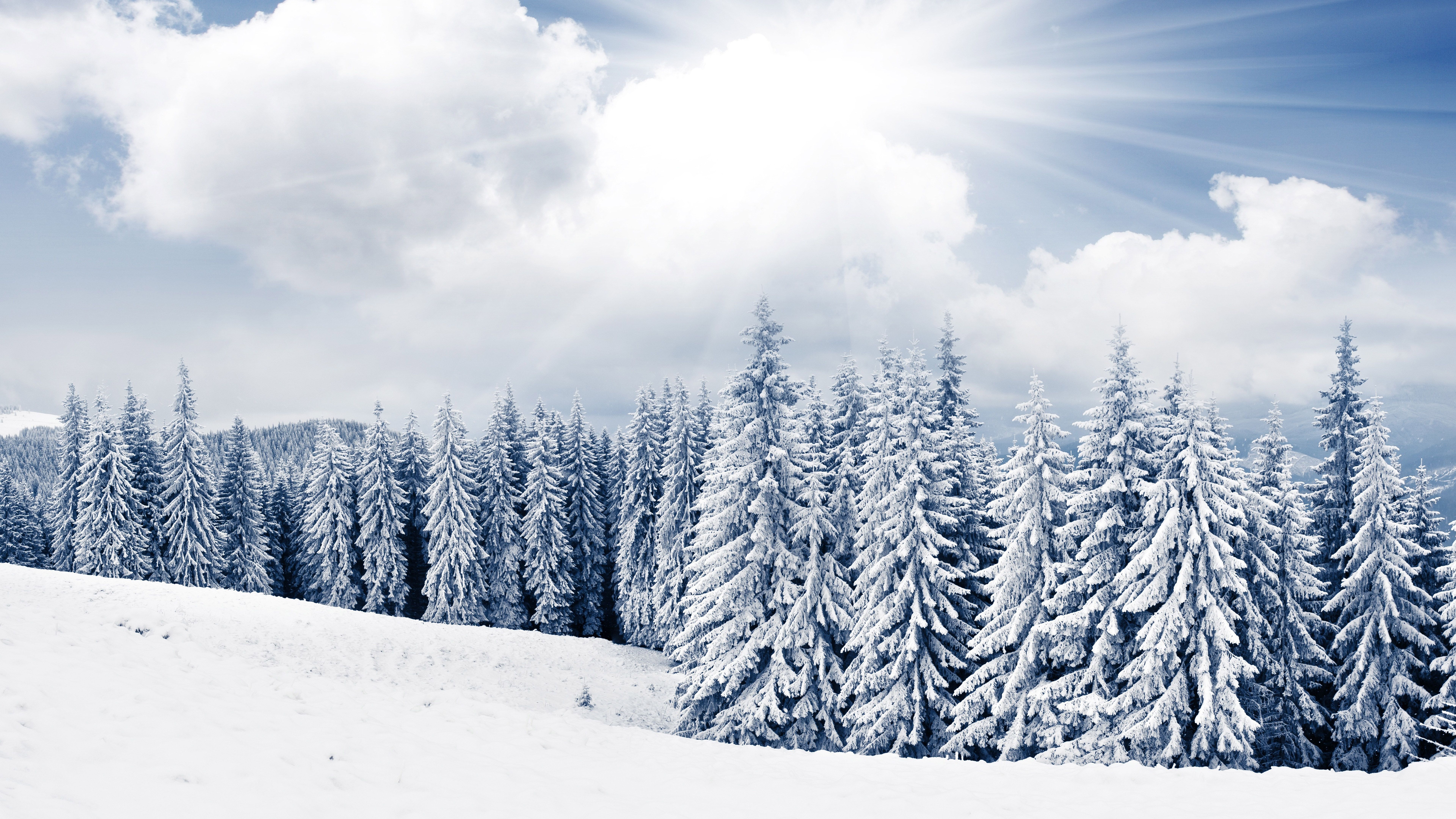 Winter Trees Snow Season Wallpapers