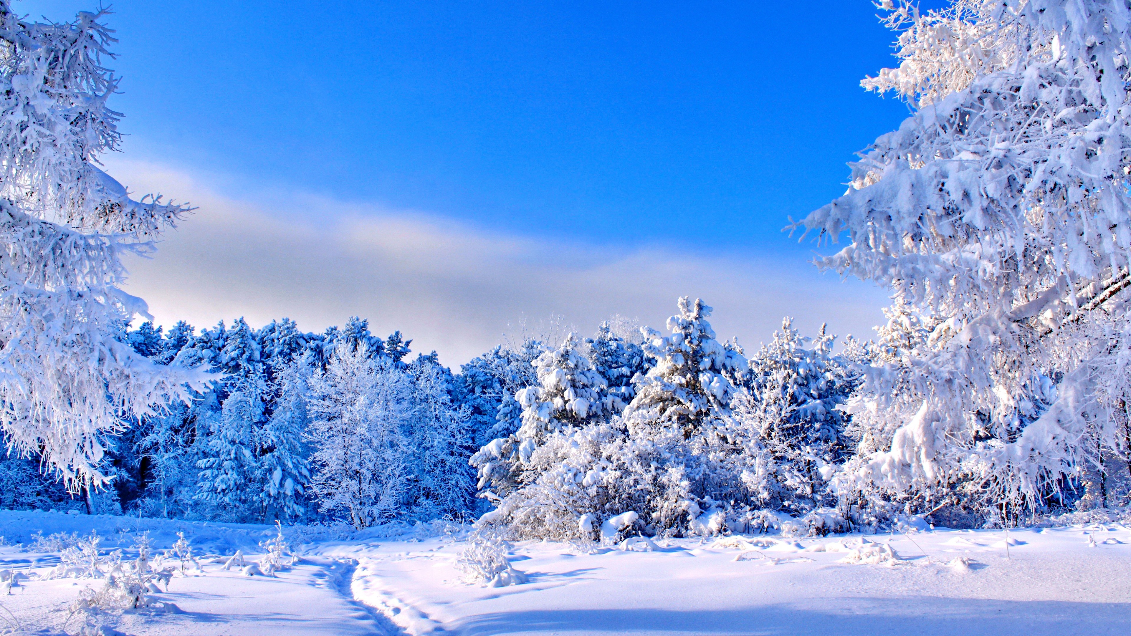 Winter Trees Snow Season Wallpapers