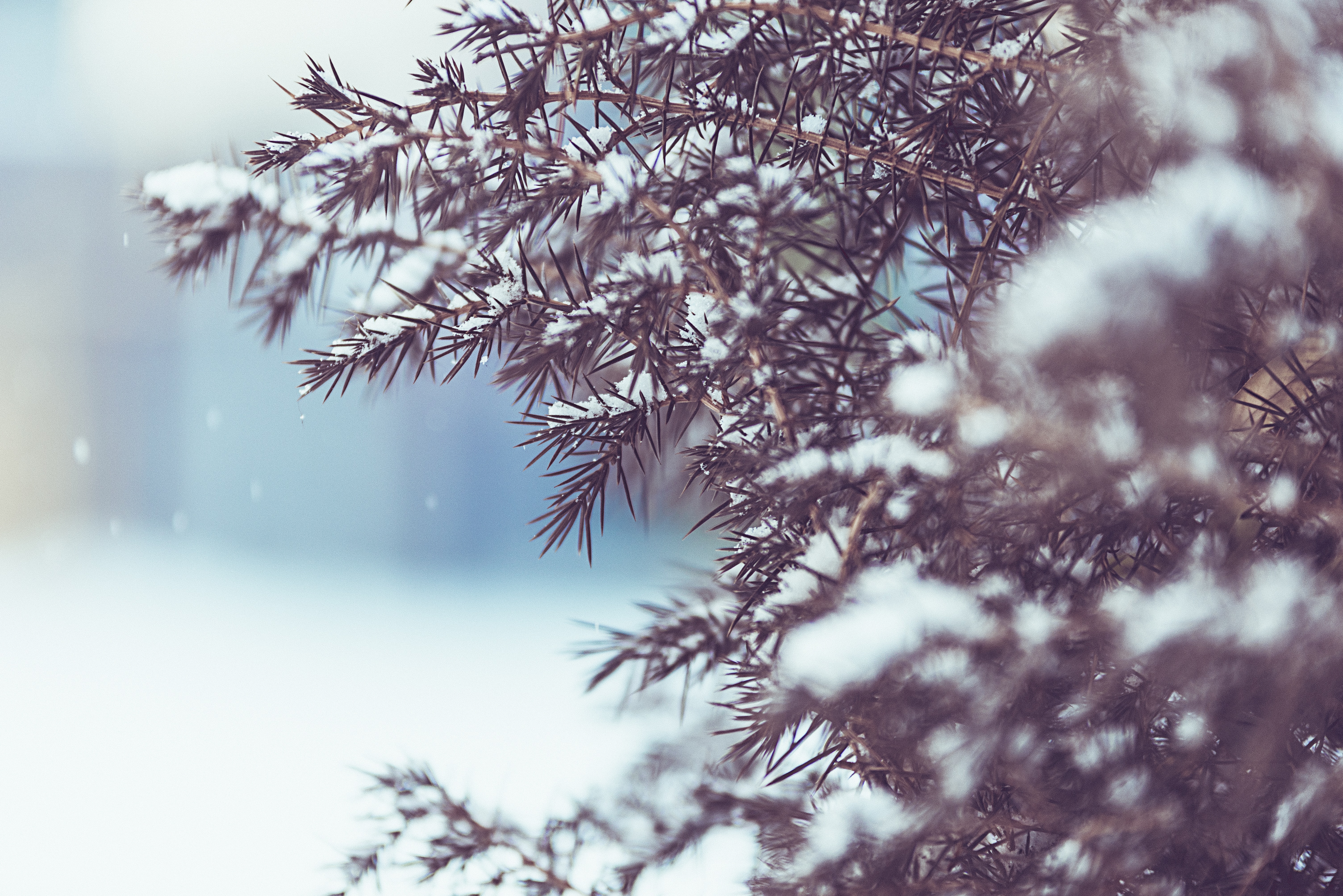 Winter Trees Snow Season Wallpapers