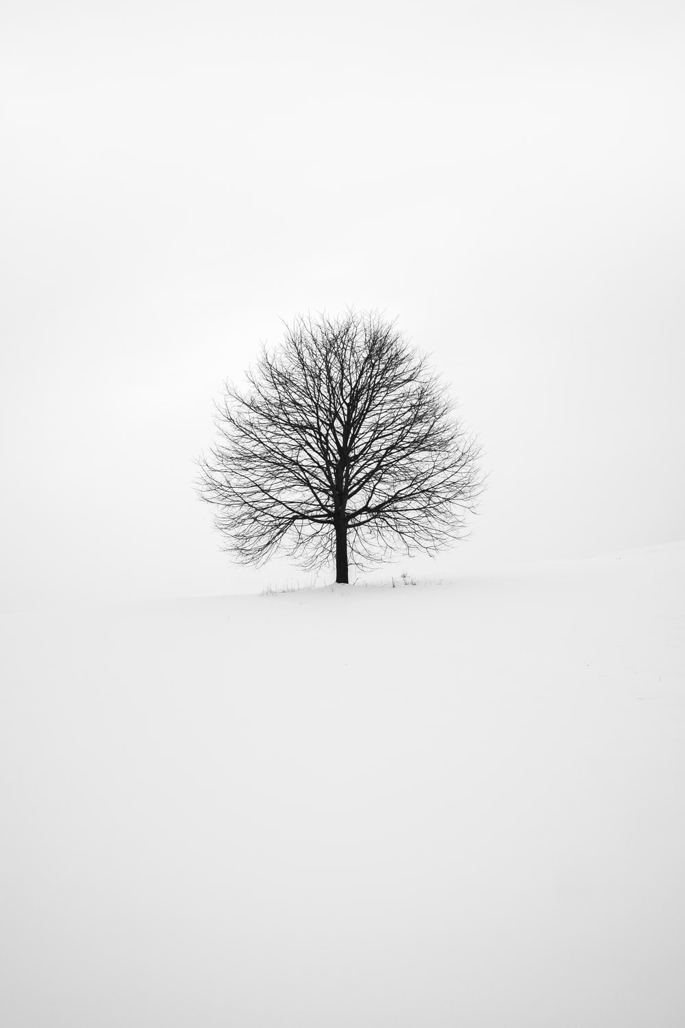 Winter Trees Snow Season Wallpapers