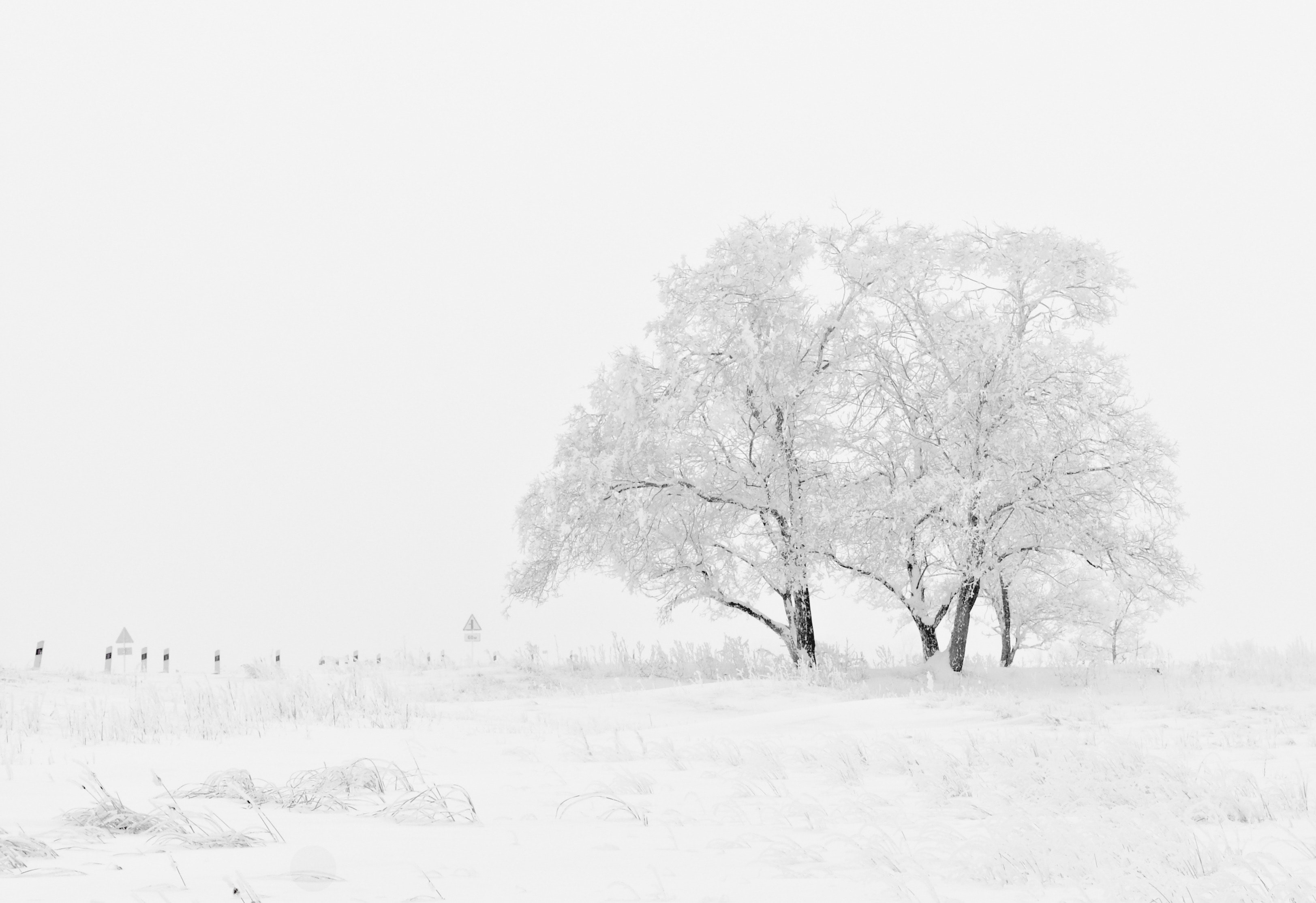 Winter Trees Snow Season Wallpapers