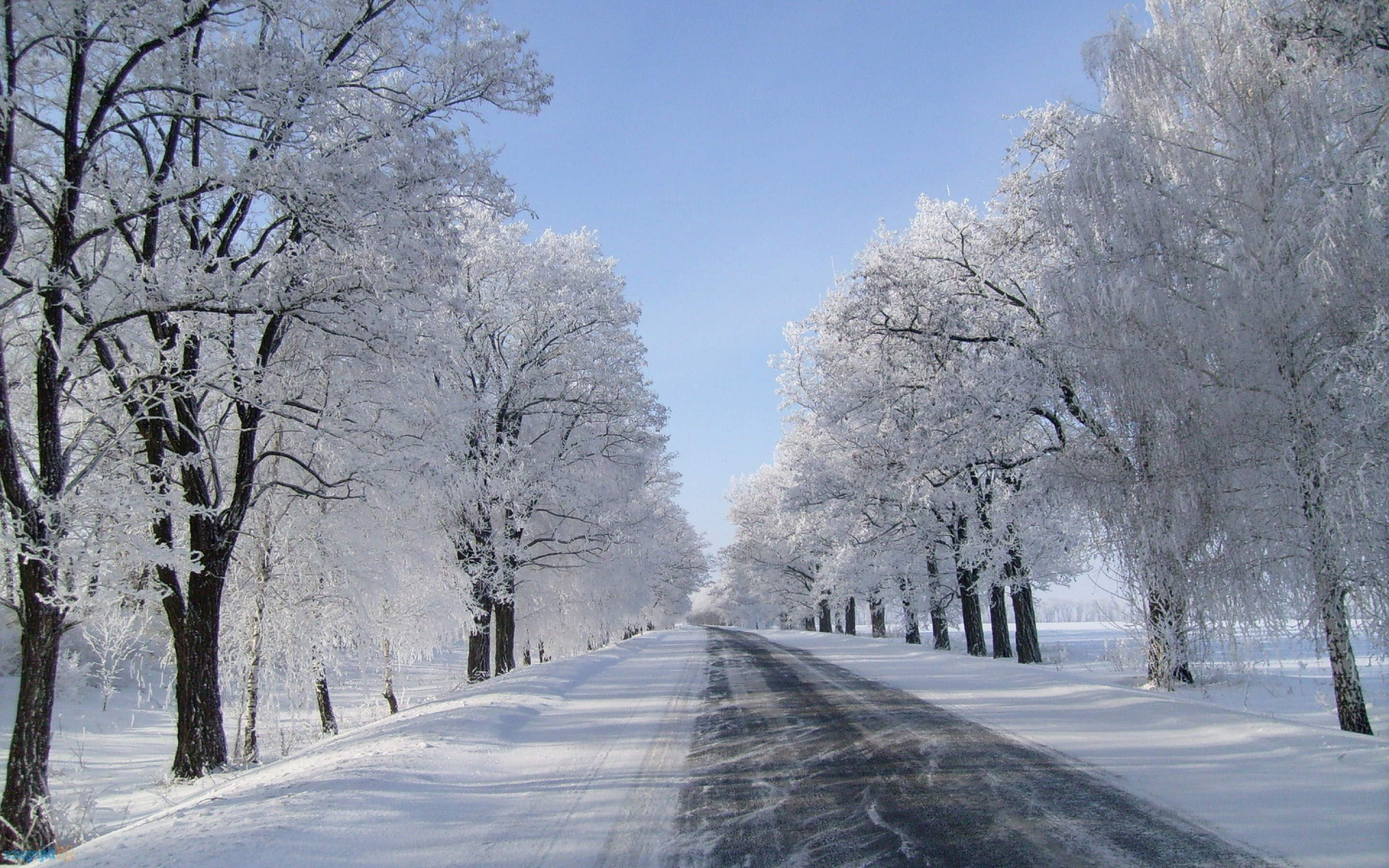 Winter Trees Snow Season Wallpapers