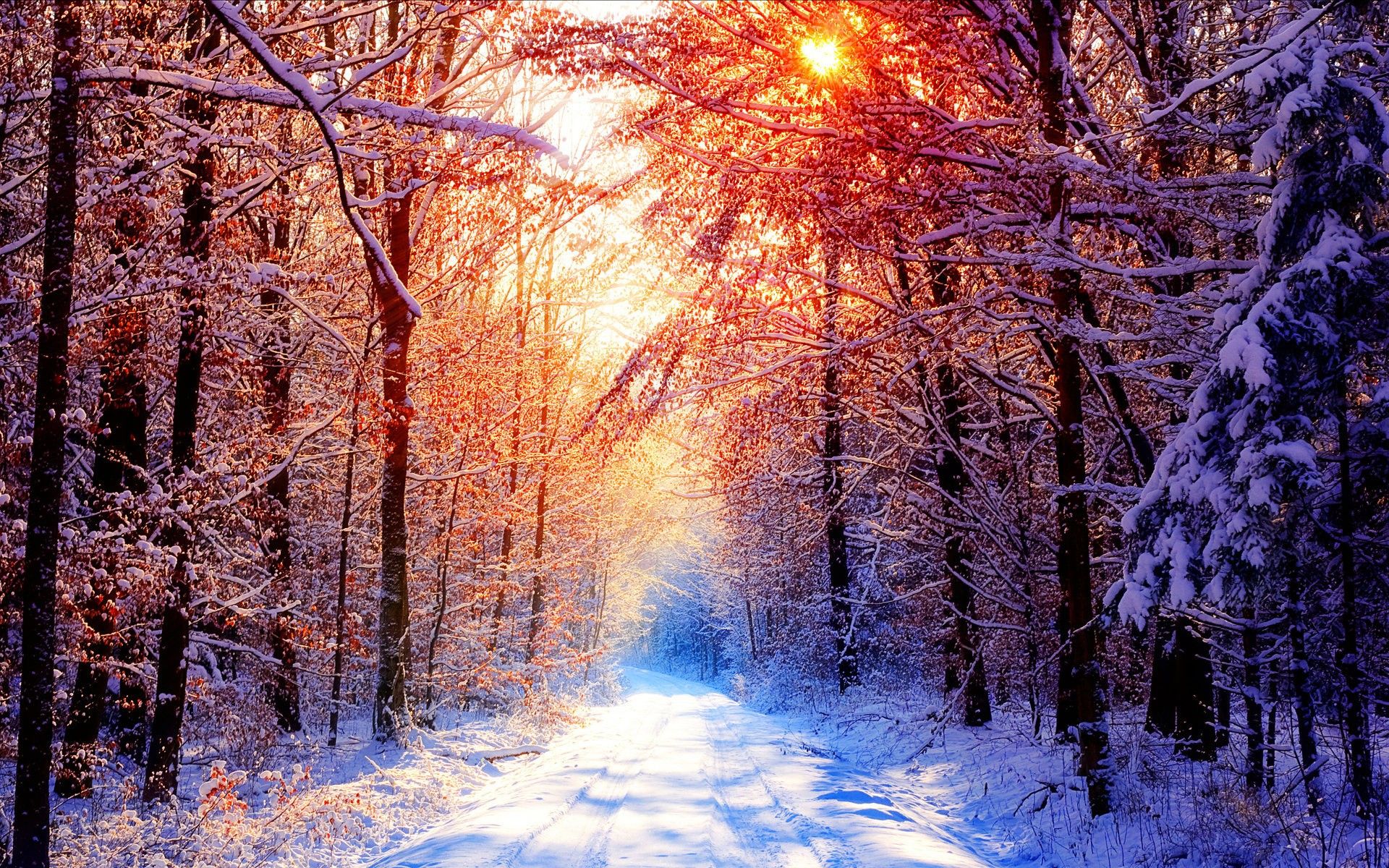 Winter Trees Snow Season Wallpapers