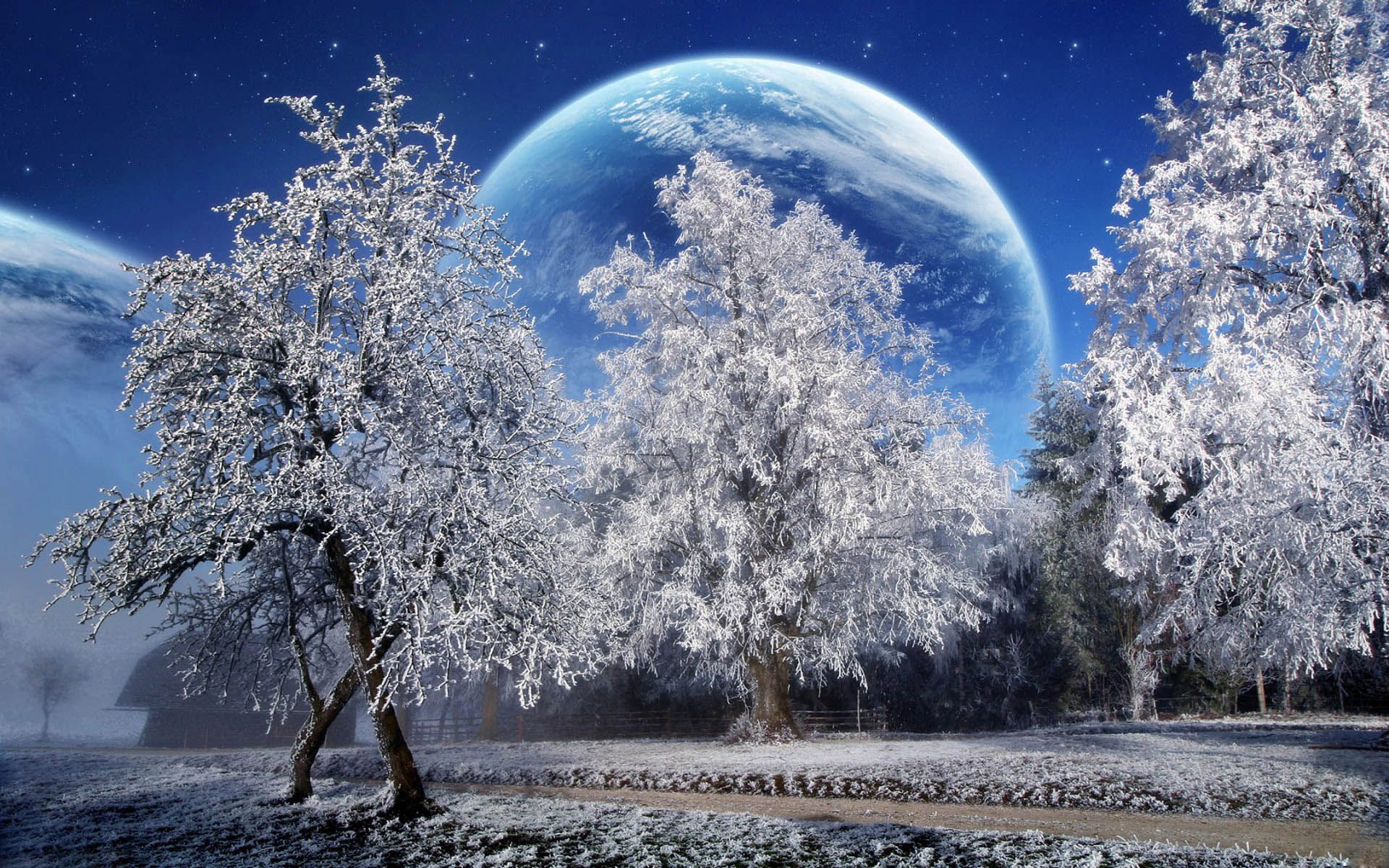 Winter Trees Snow Season Wallpapers