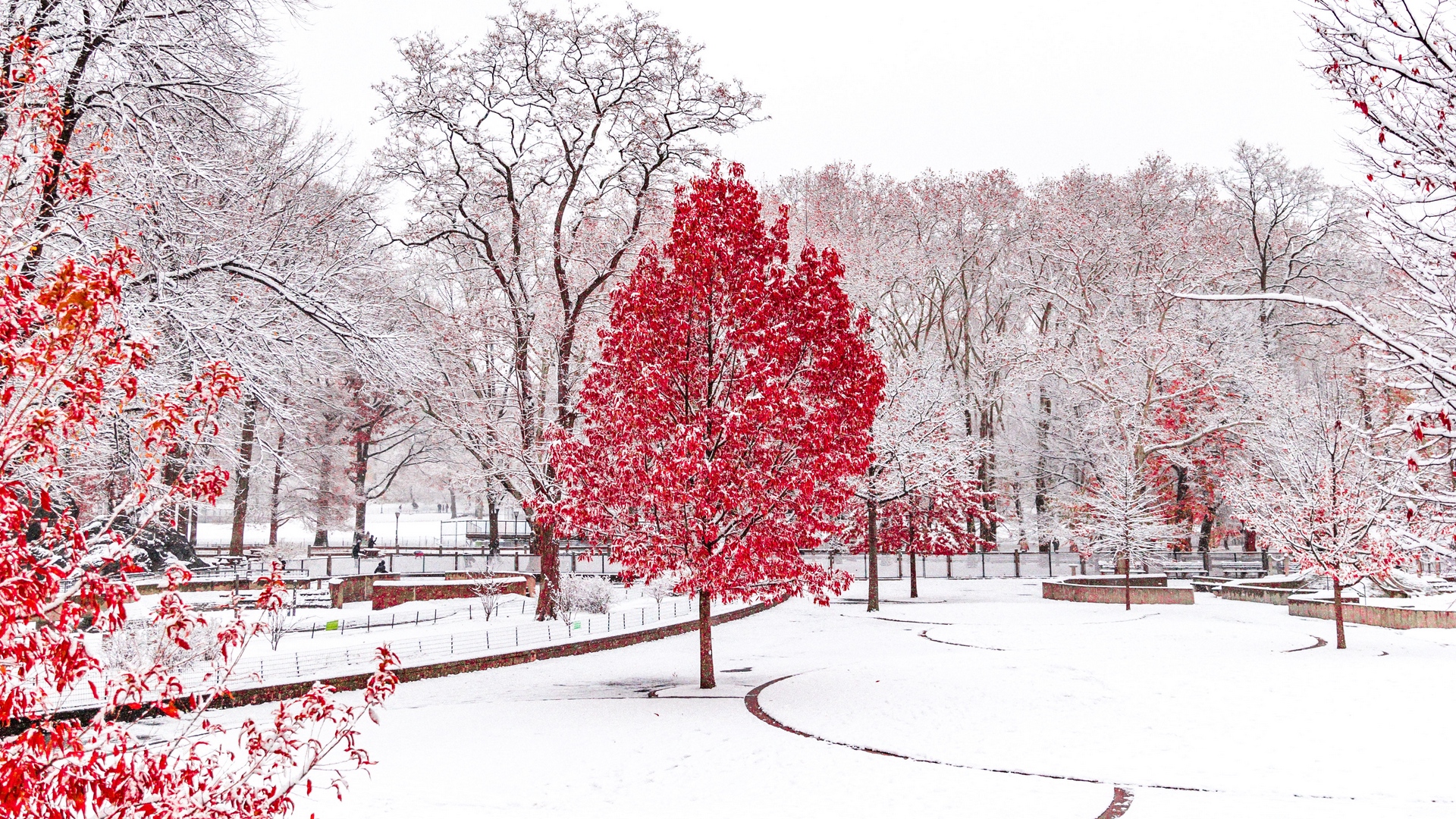 Winter Trees Snow Season Wallpapers