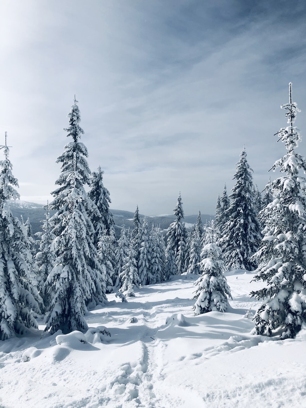 Winter Trees Snow Season Wallpapers