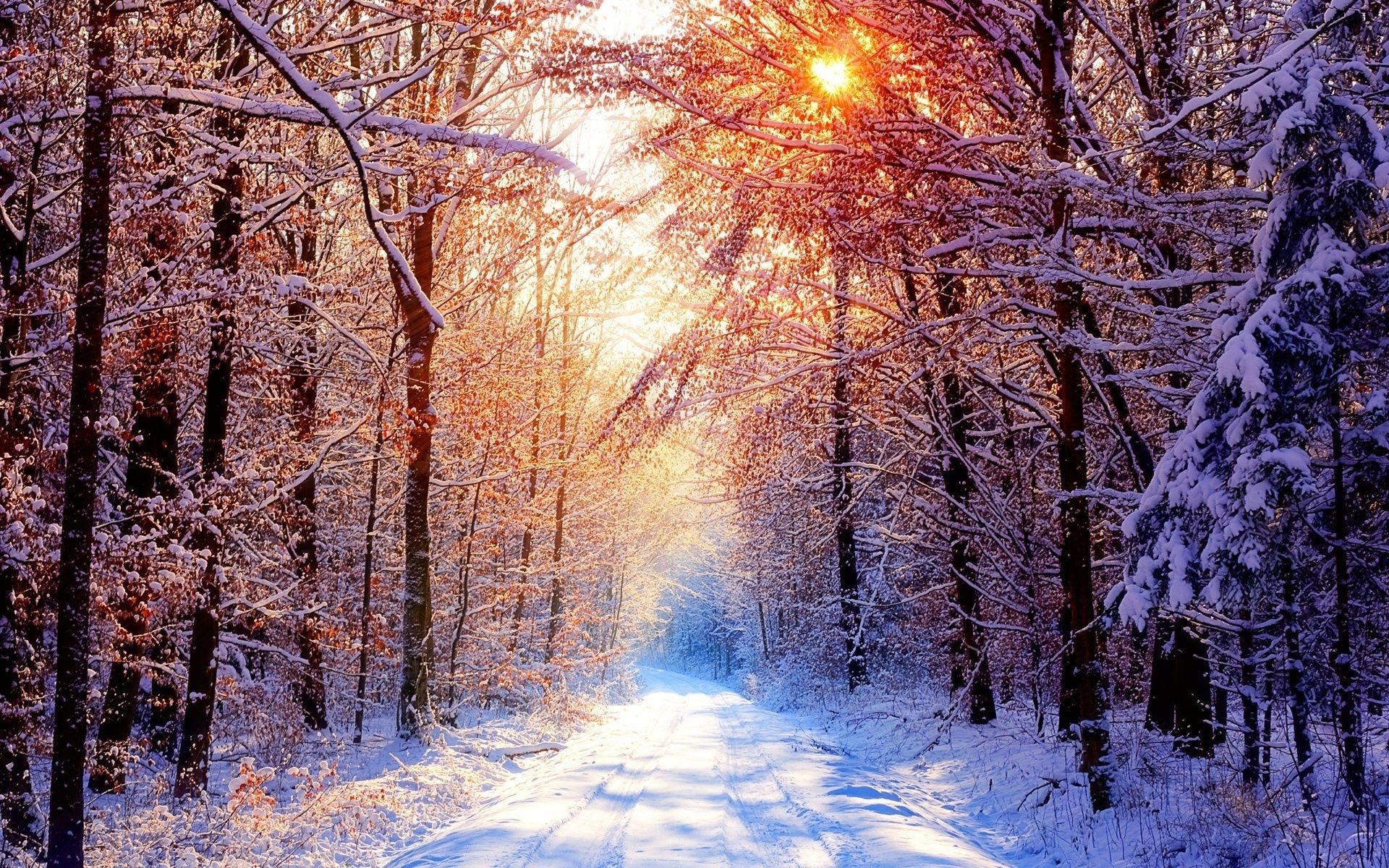 Winter Trees Backgrounds