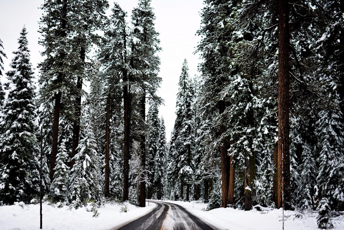 Winter Trees Backgrounds