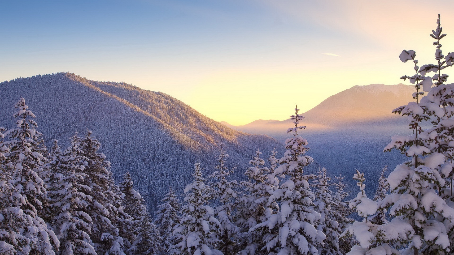 Winter Trees Backgrounds