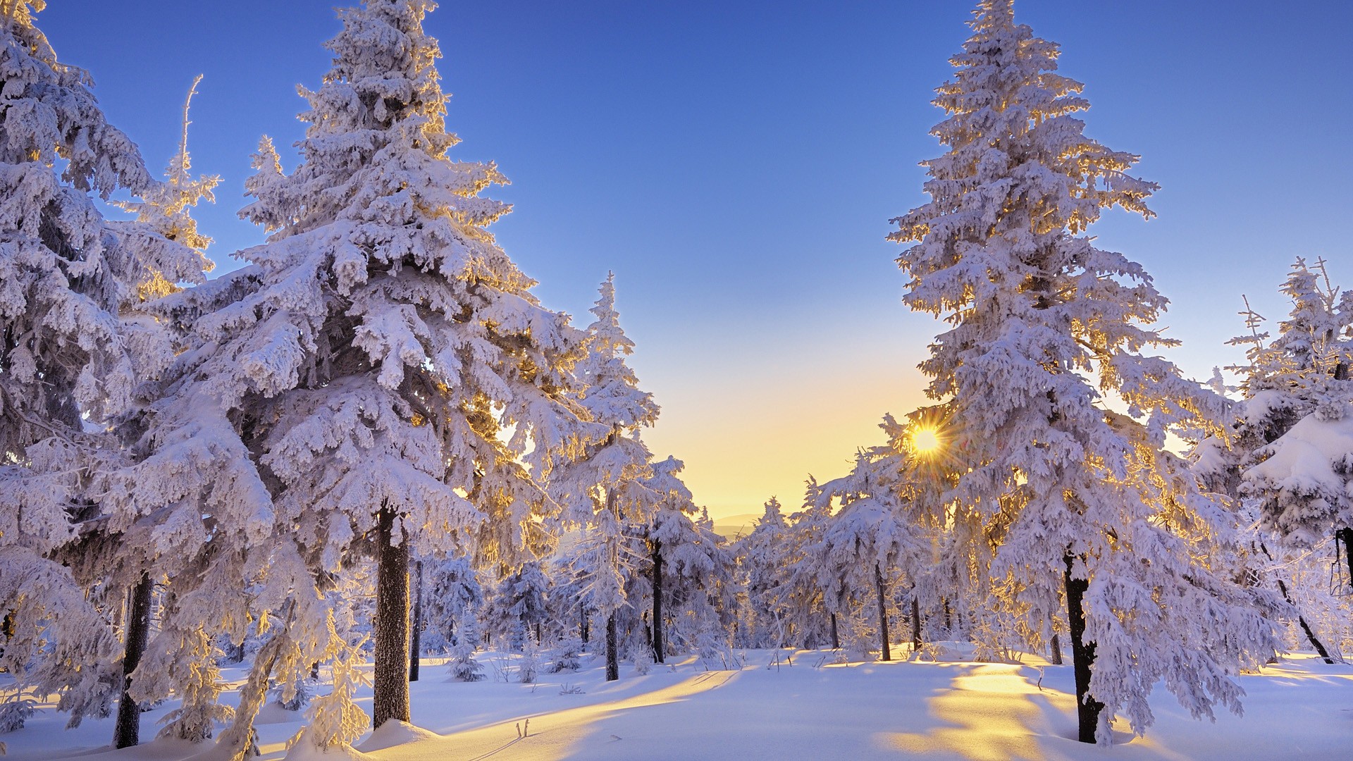 Winter Trees Backgrounds