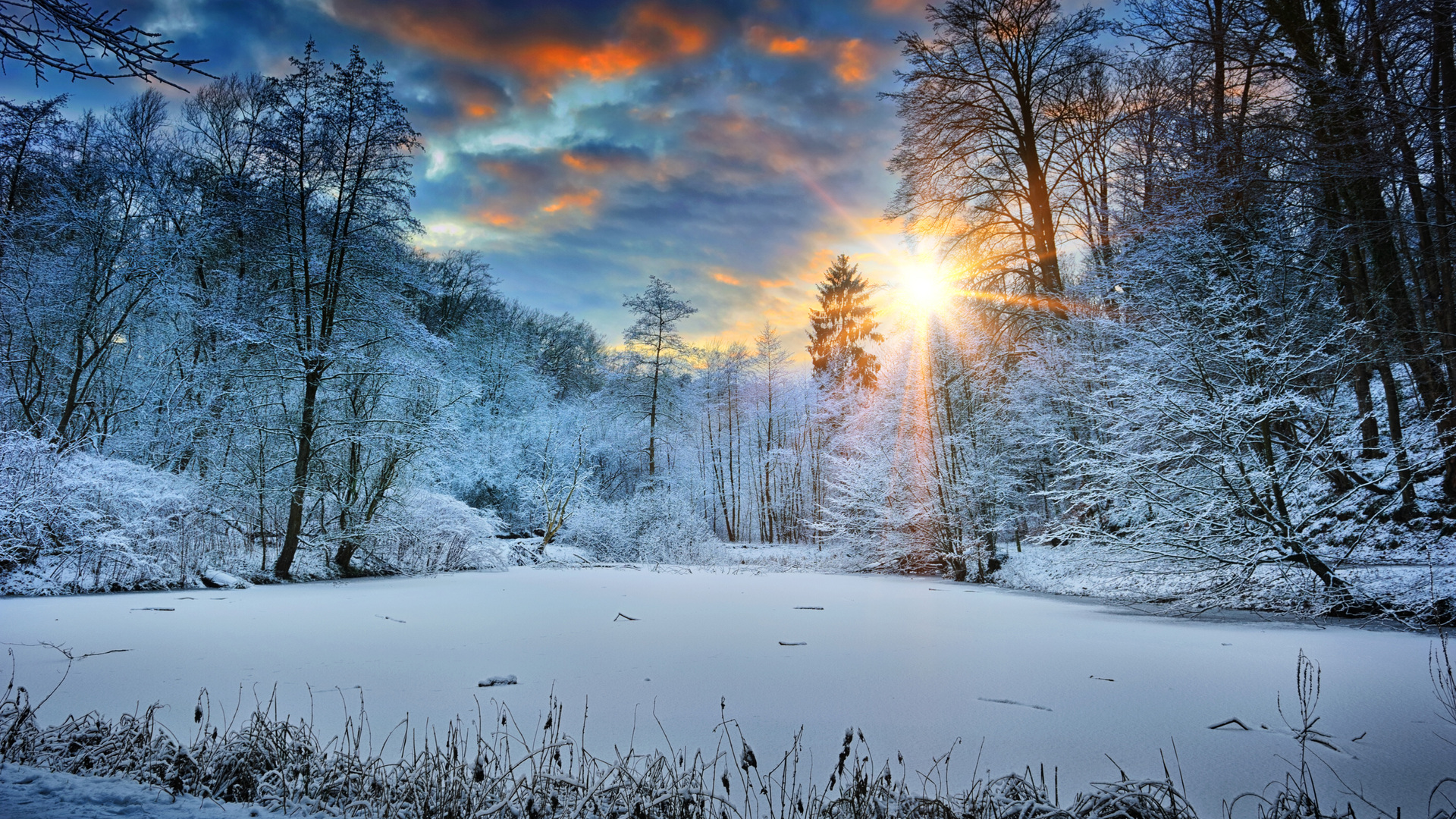 Winter Trees Backgrounds