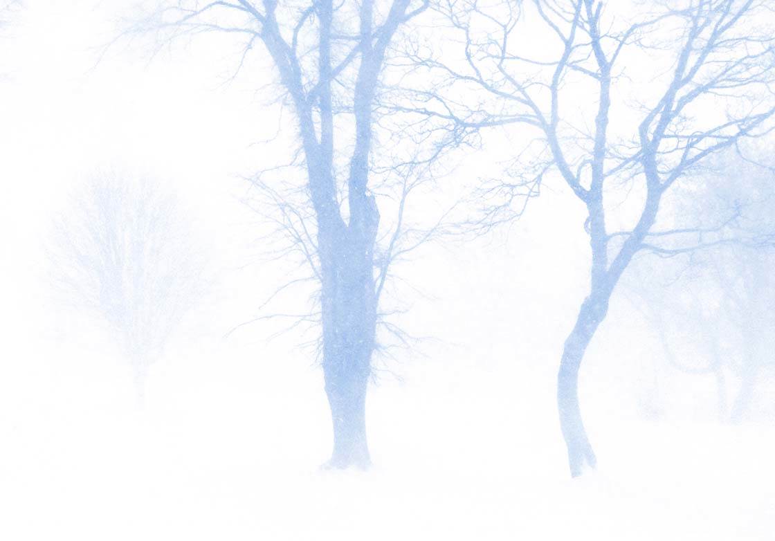 Winter Trees Backgrounds