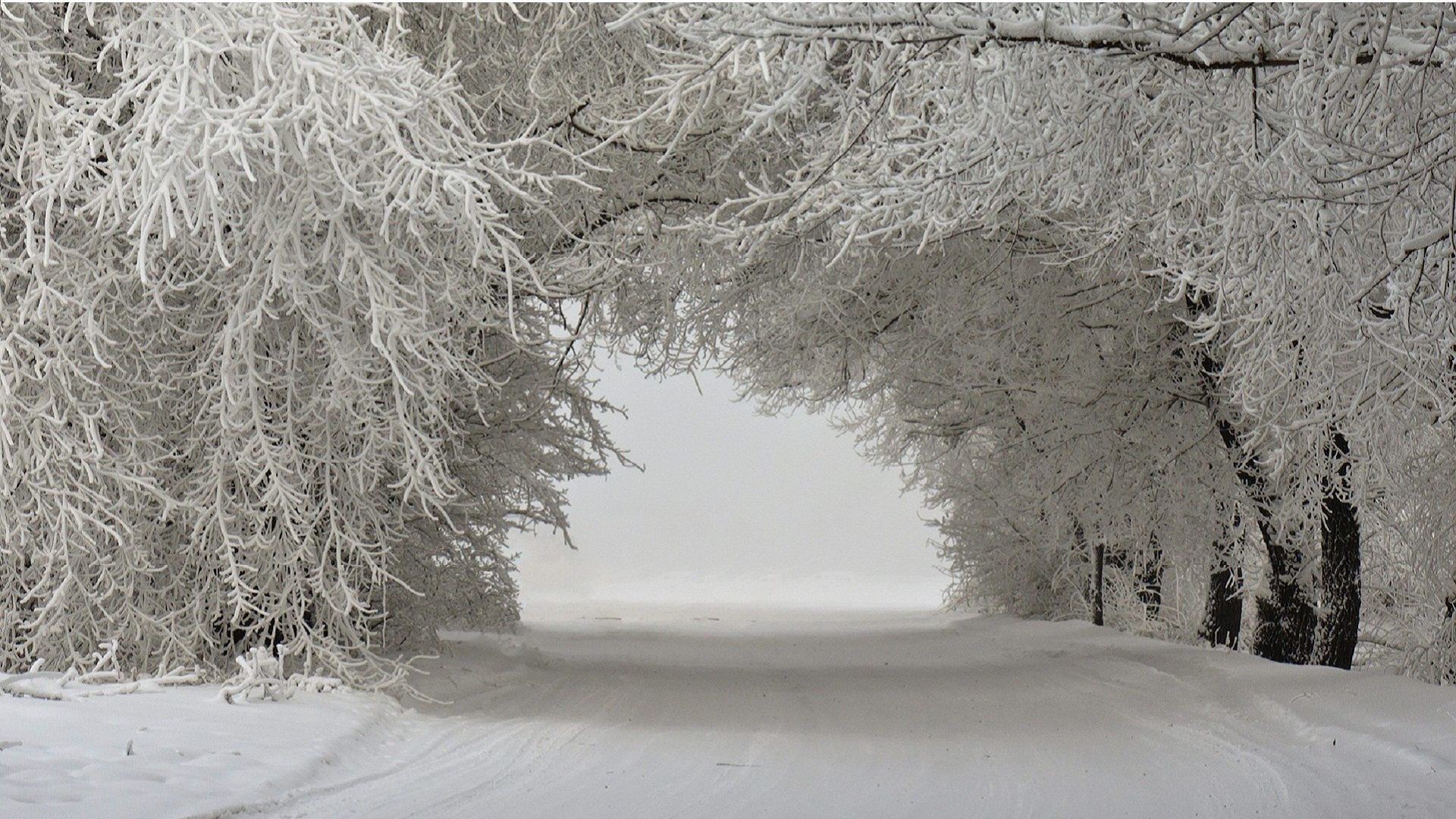 Winter Trees Backgrounds