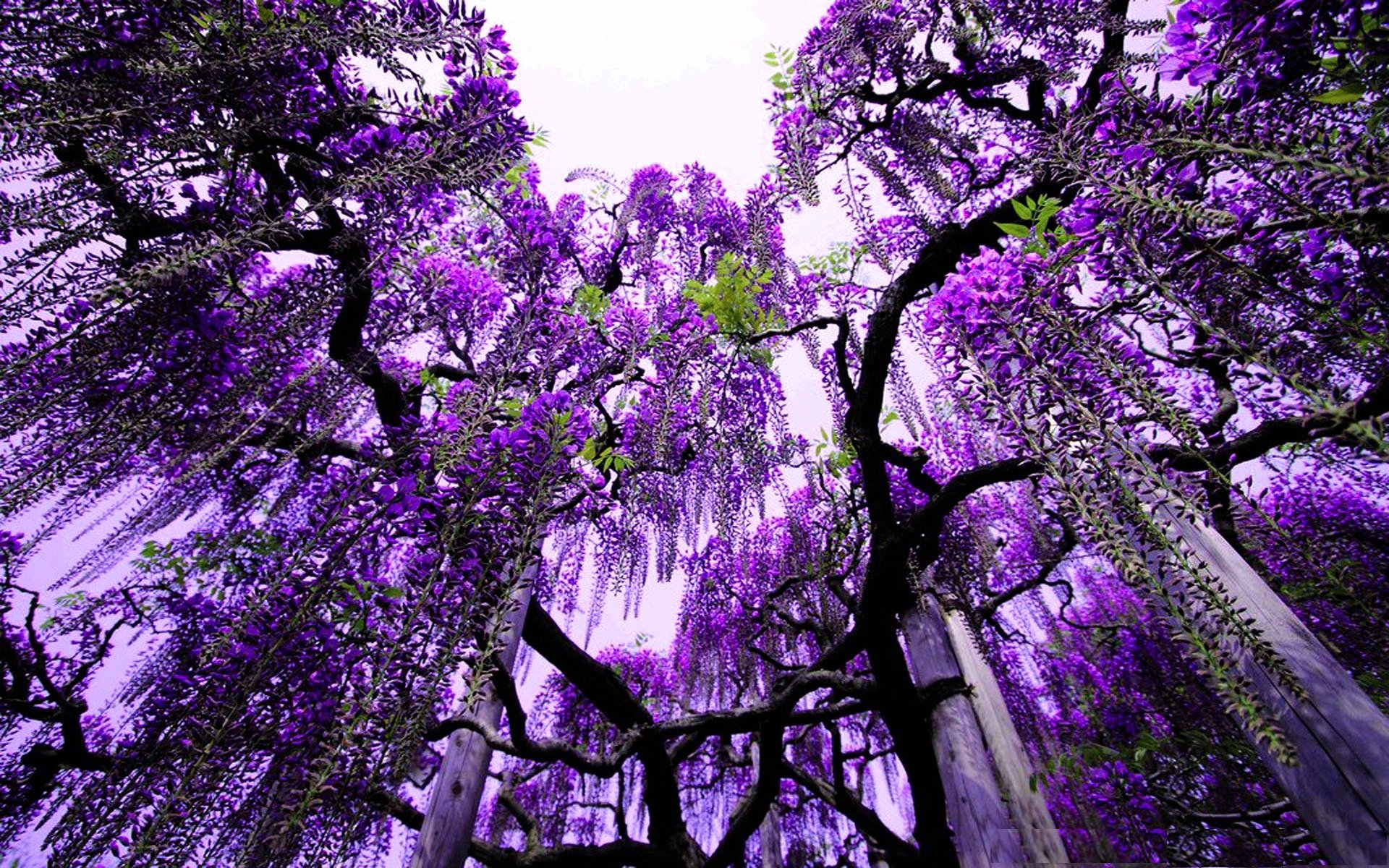 Wisteria Wallpapers