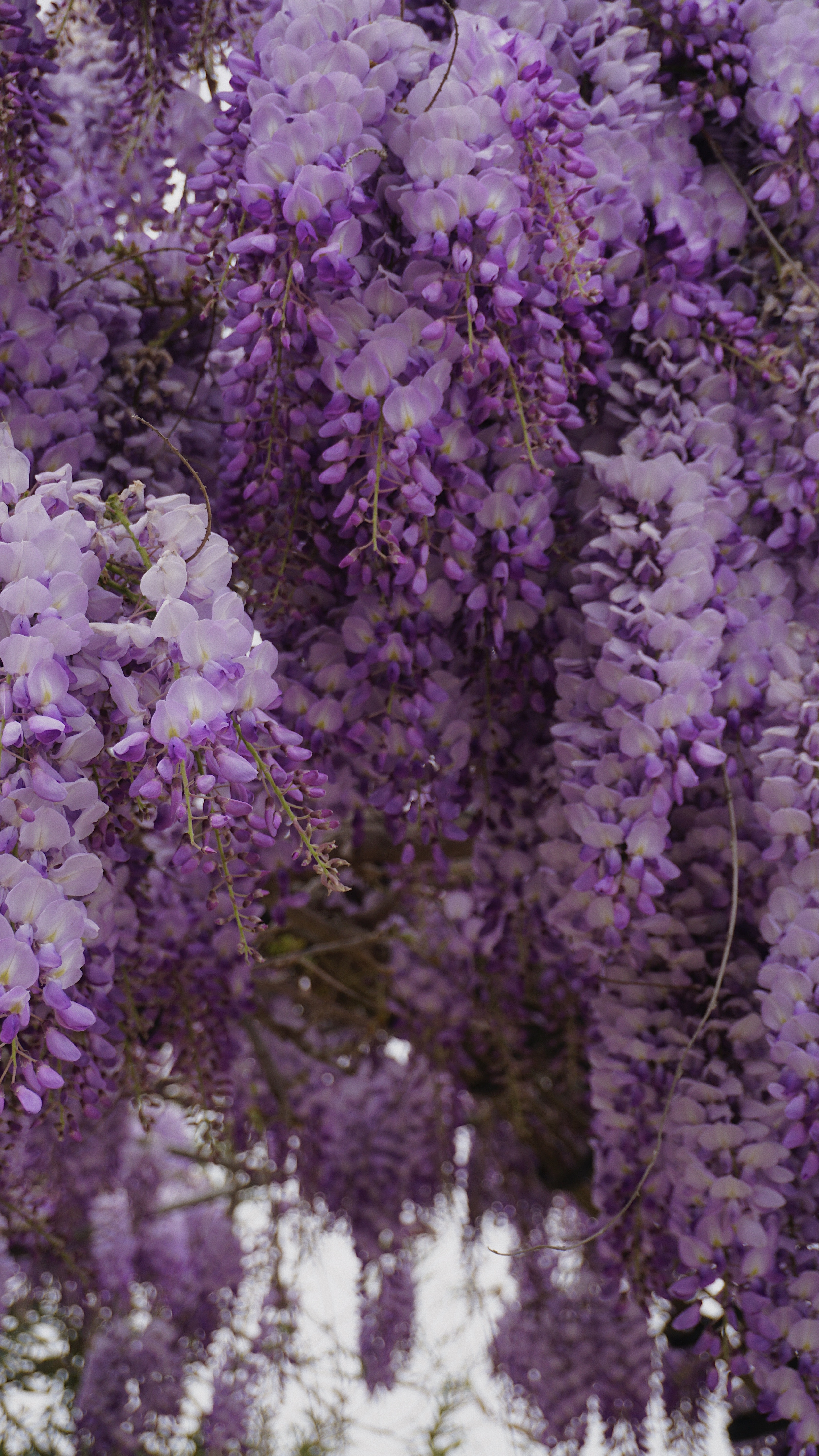 Wisteria Wallpapers