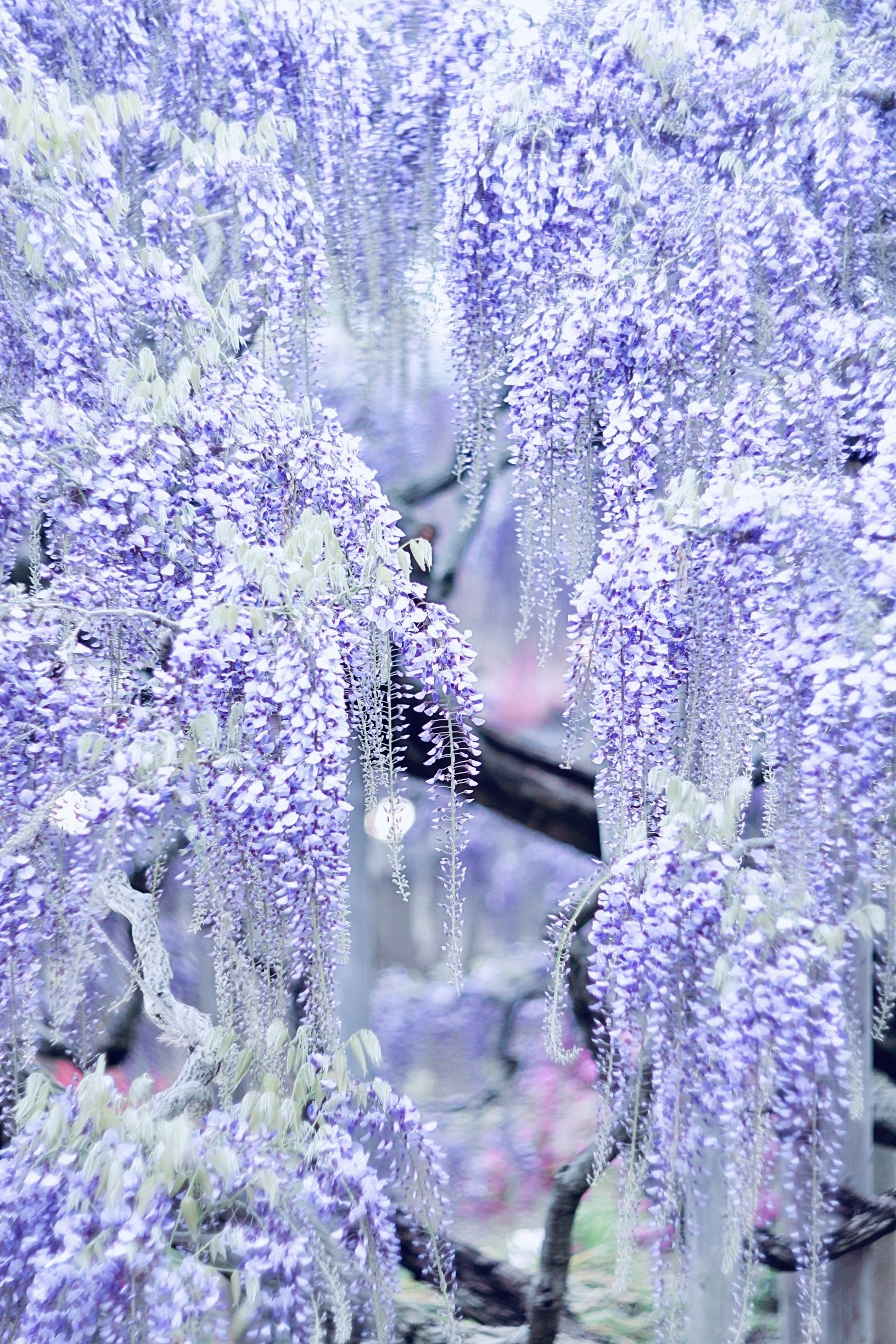 Wisteria Wallpapers