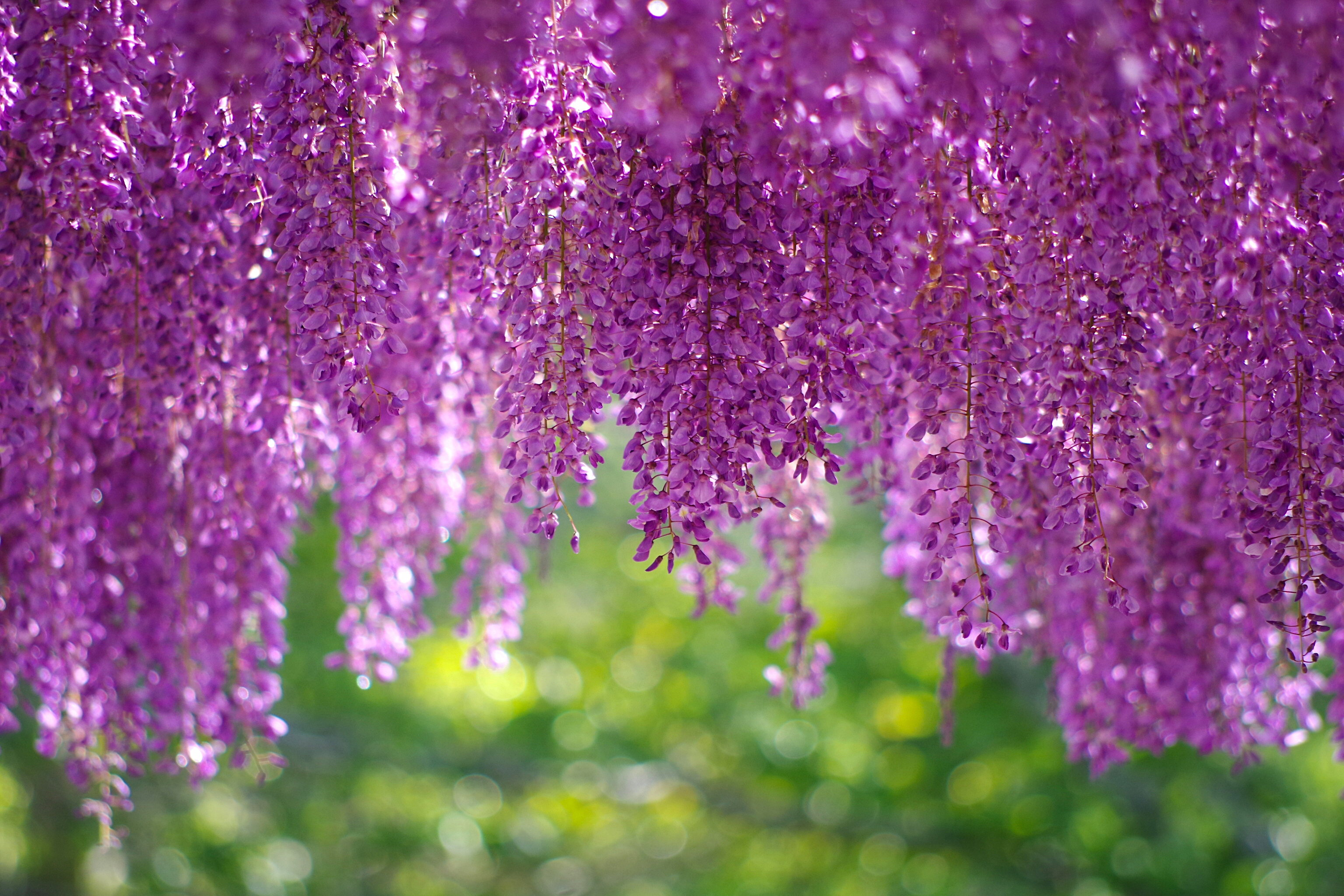 Wisteria Wallpapers