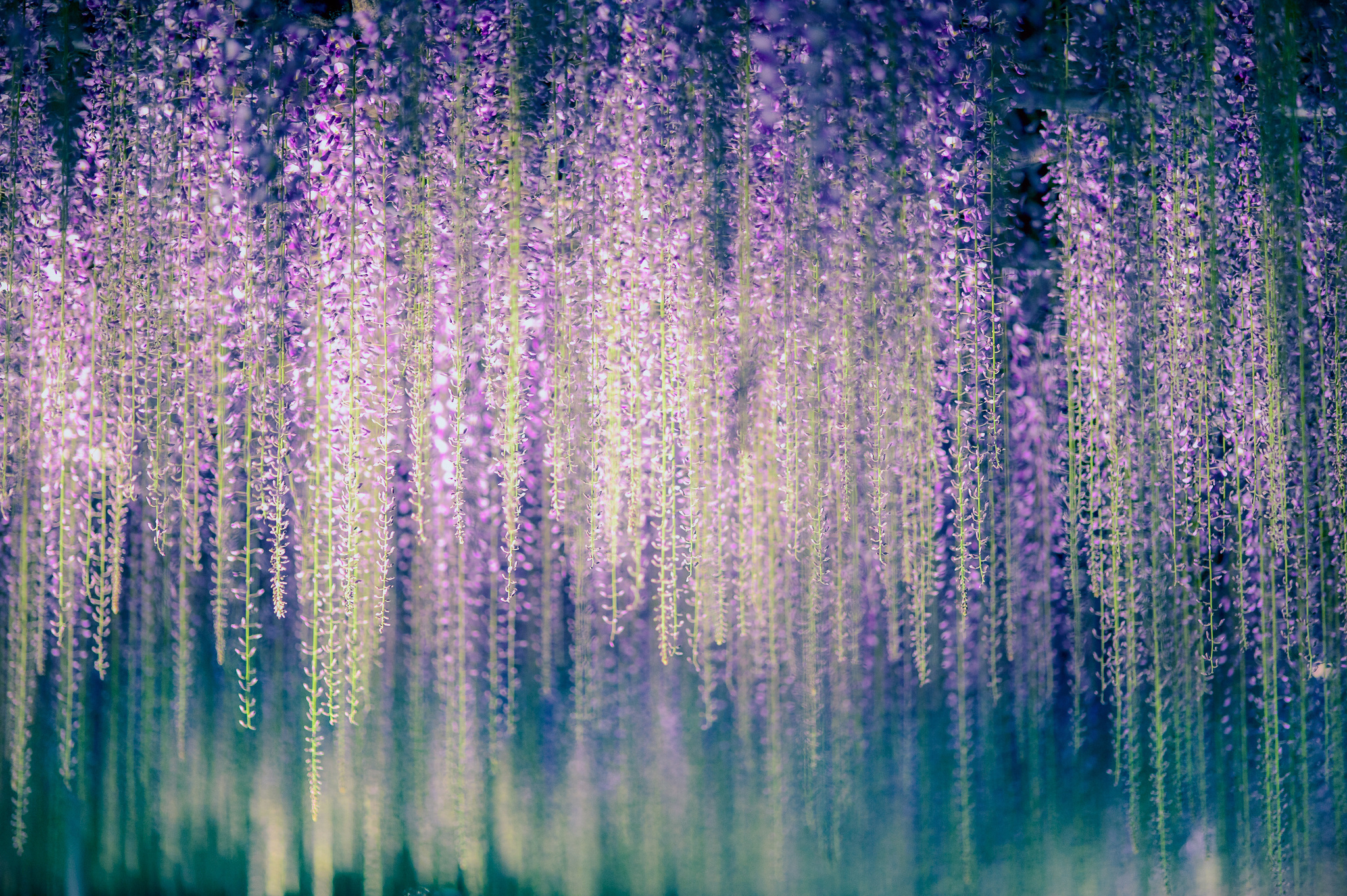 Wisteria Wallpapers