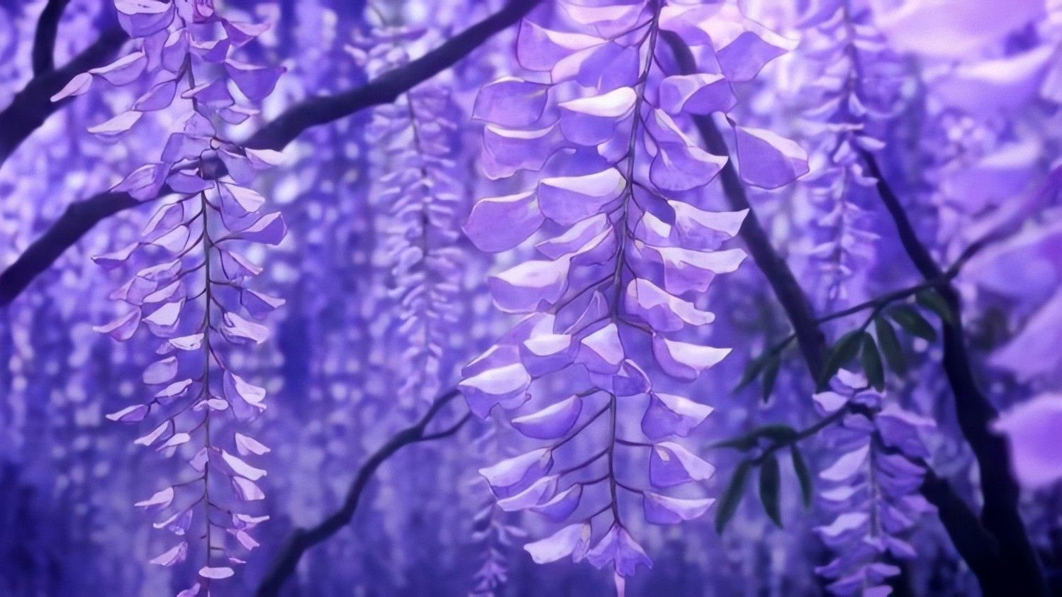 Wisteria Wallpapers