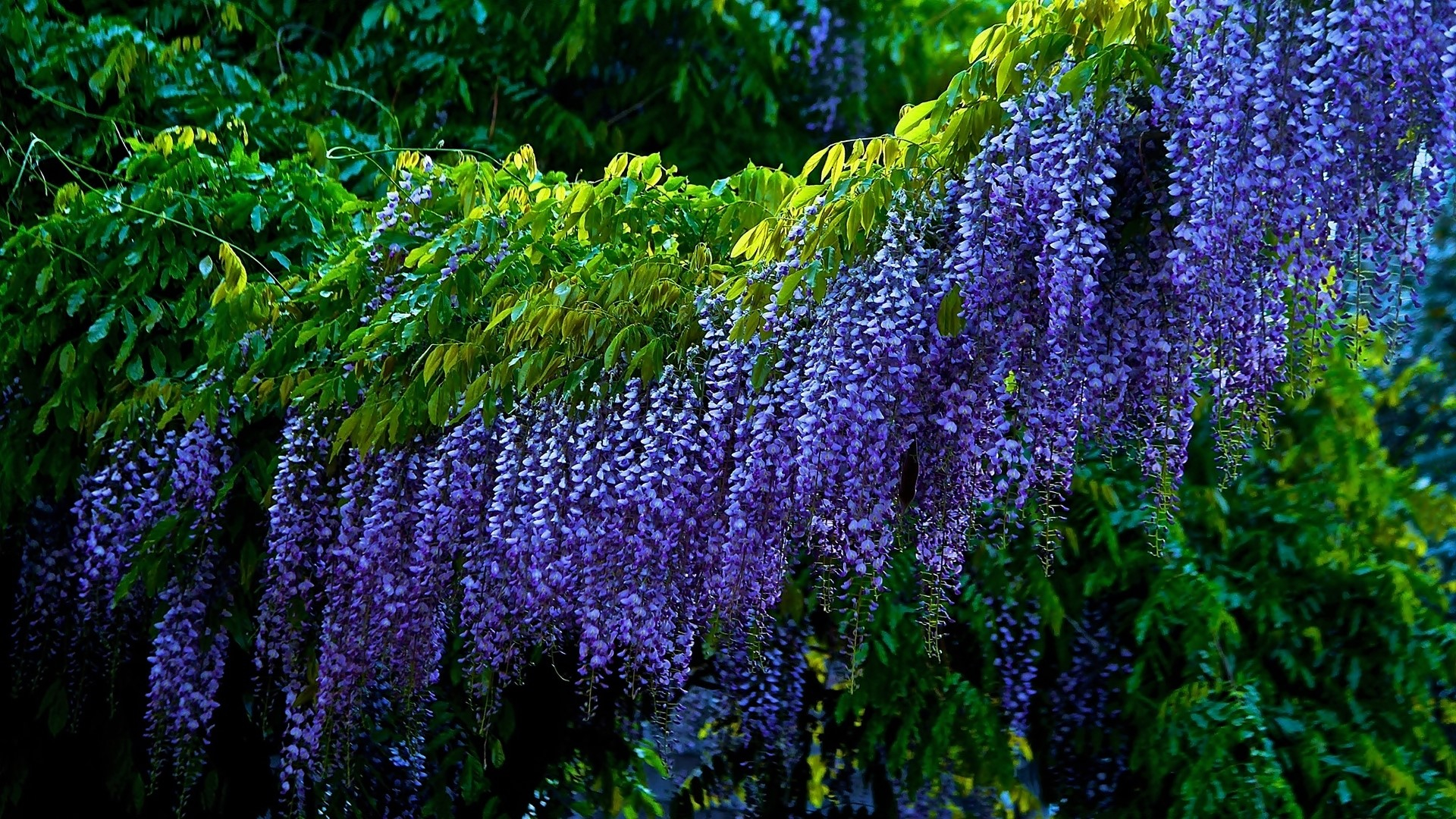 Wisteria Wallpapers