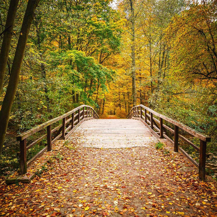 Wood Bridge Forest In Fall Wallpapers