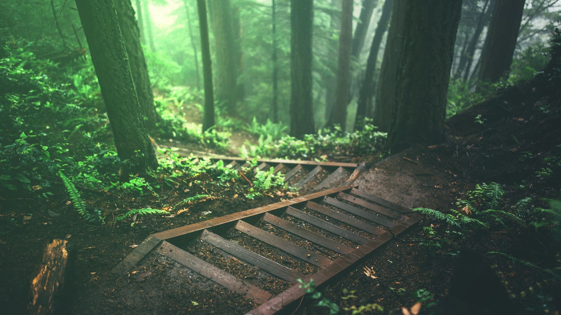 Wood Bridge Forest In Fall Wallpapers