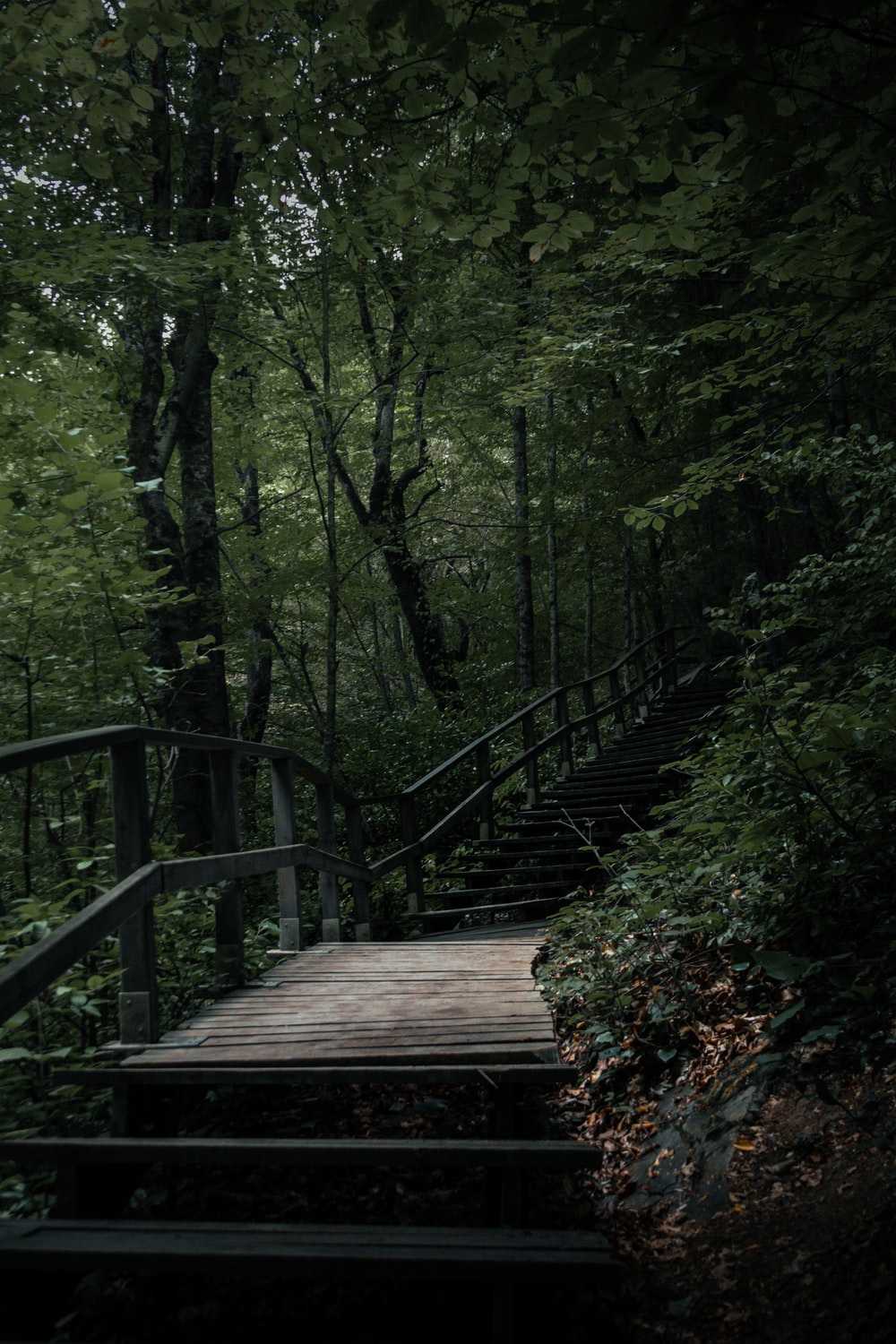 Wood Bridge Forest In Fall Wallpapers