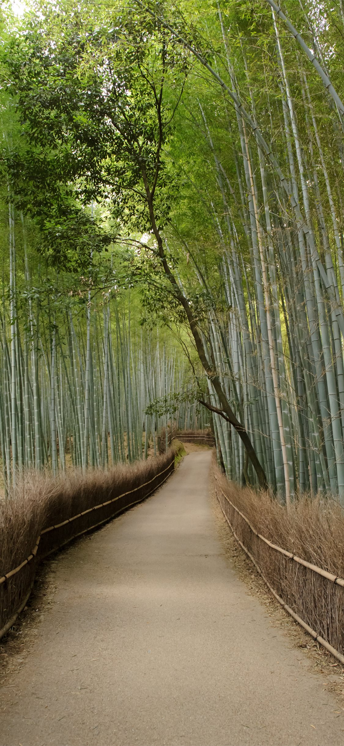 Arashiyama Wallpapers