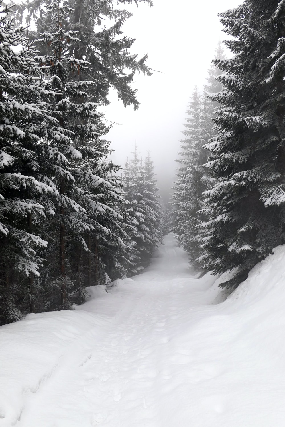 Austria Snow Forest Tree Road Wallpapers