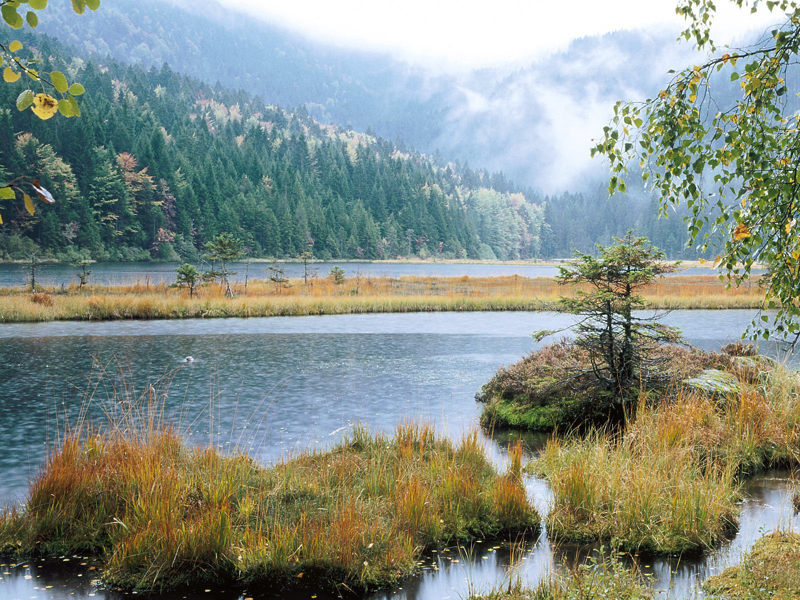 Bavarian Forest National Park Wallpapers