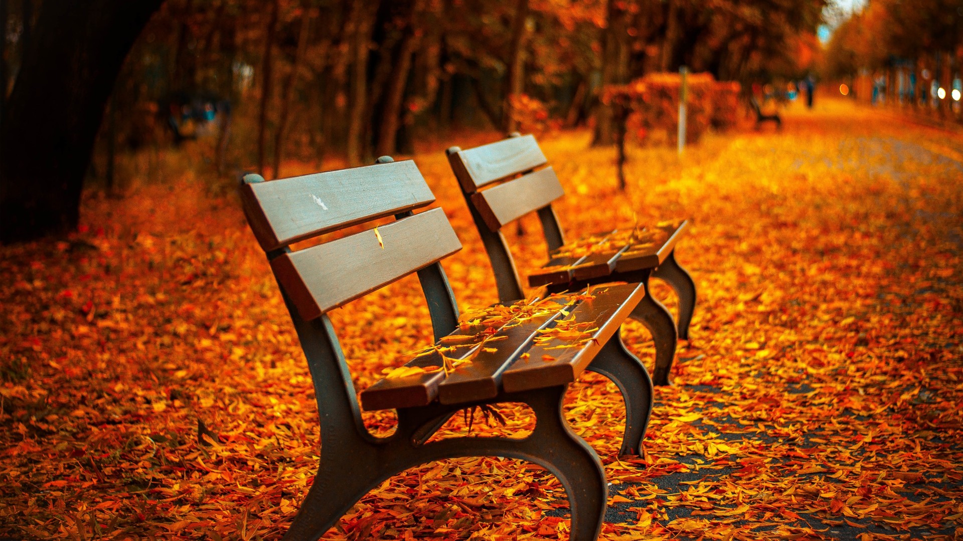 Bench And Trees From Autumn Park In Fall Wallpapers