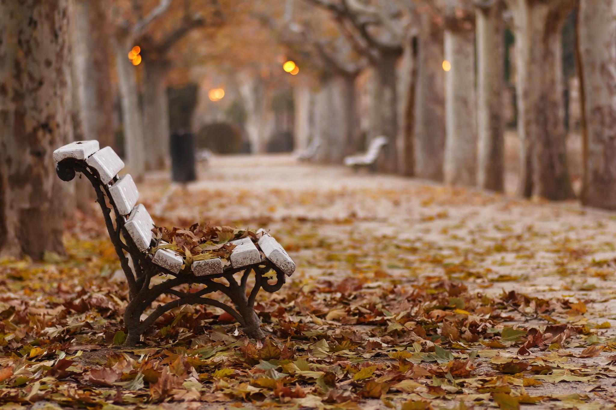 Bench And Trees From Autumn Park In Fall Wallpapers