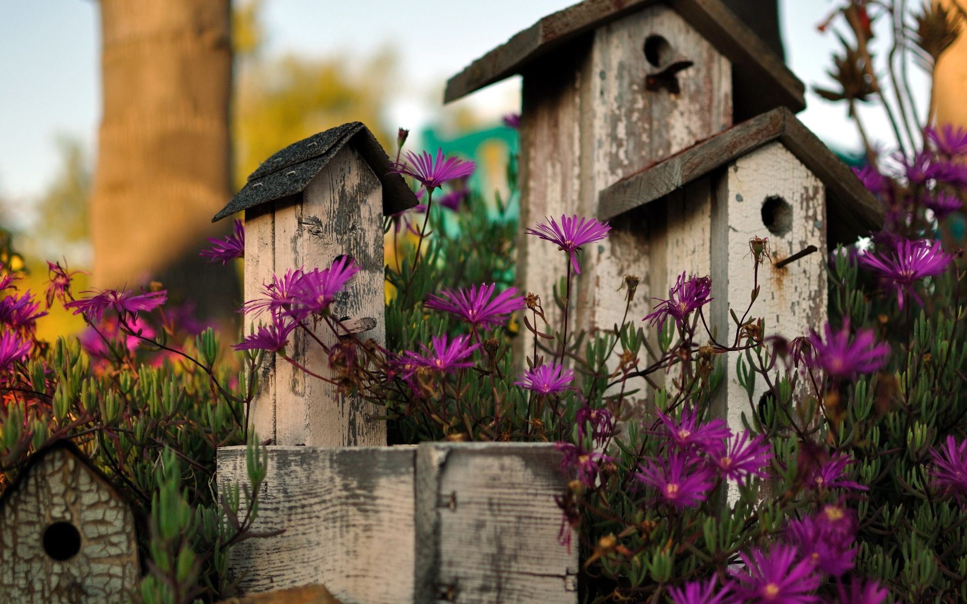 Bird House Wallpapers