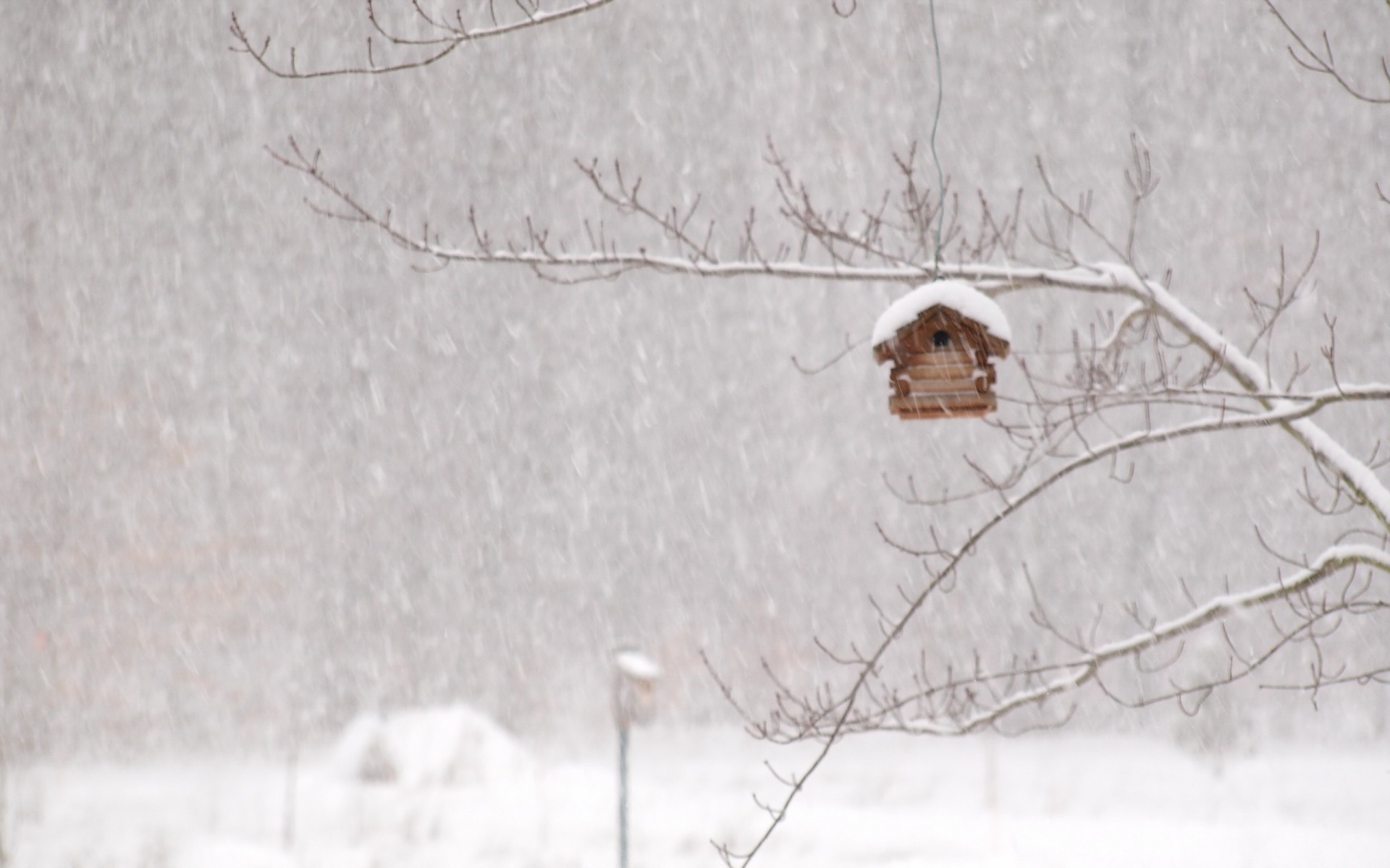 Bird House Wallpapers