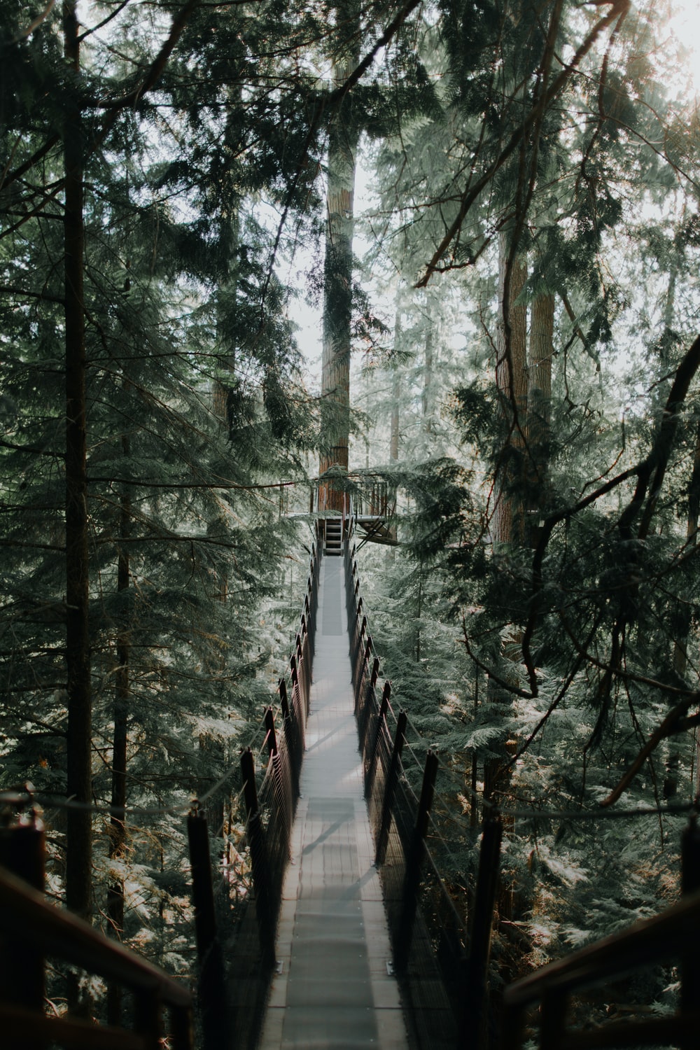 Capilano Suspension Bridge Wallpapers