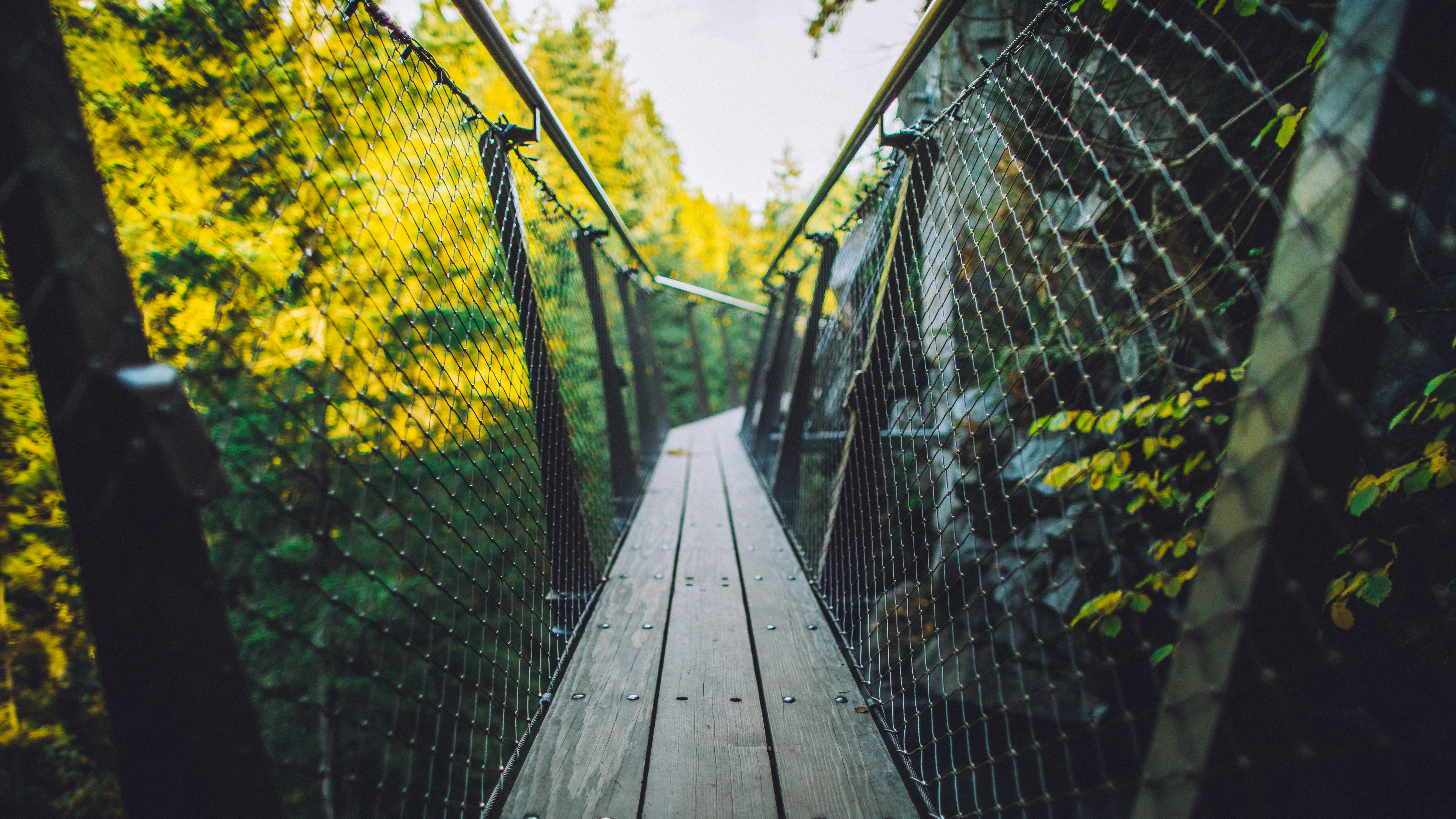 Capilano Suspension Bridge Wallpapers