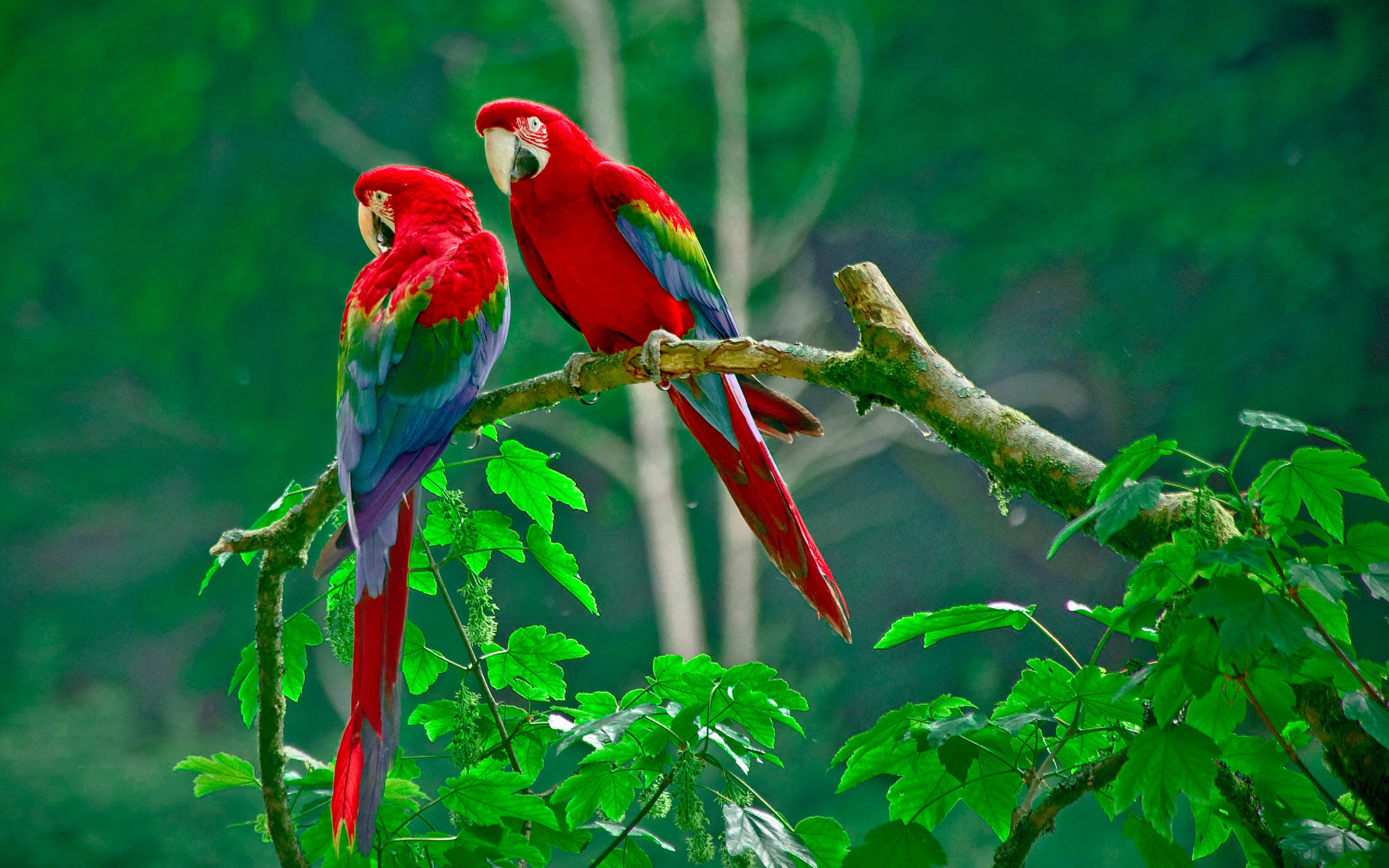 Costa Rica Wallpapers