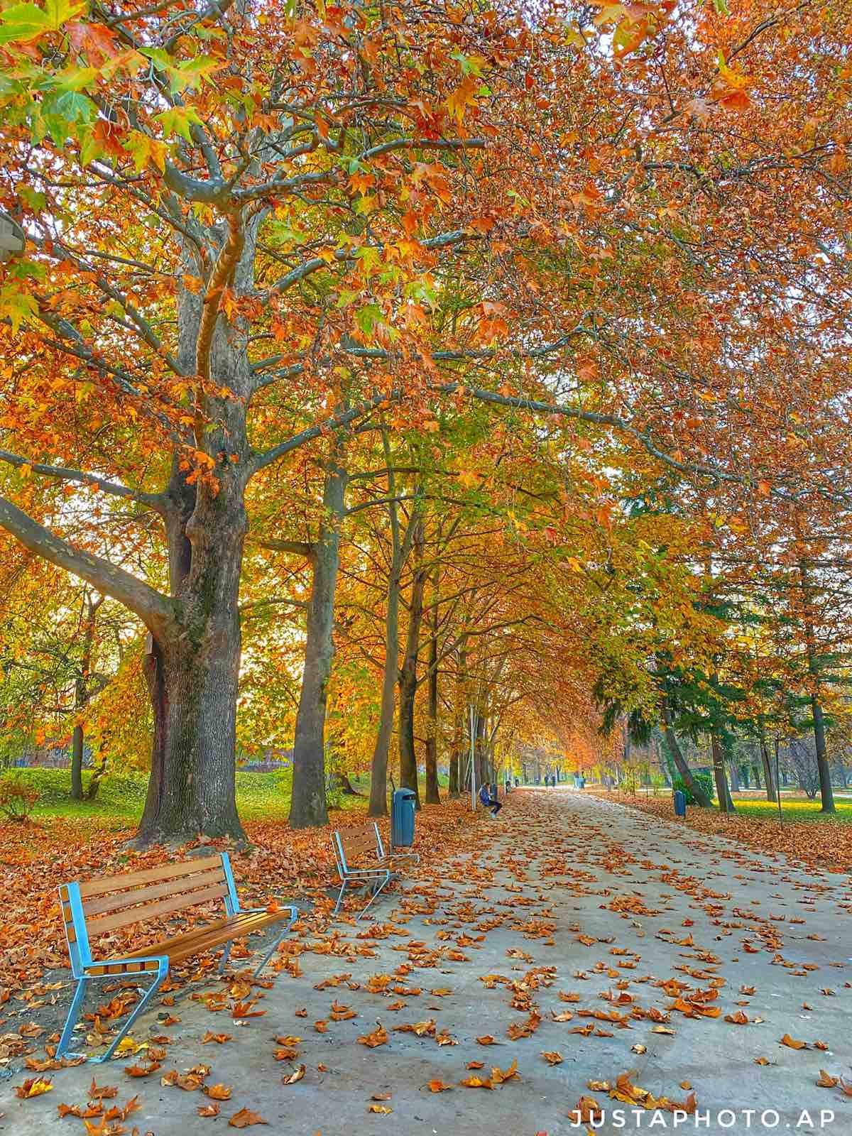 Forests Houses Autumn In Struga Macedonia Wallpapers
