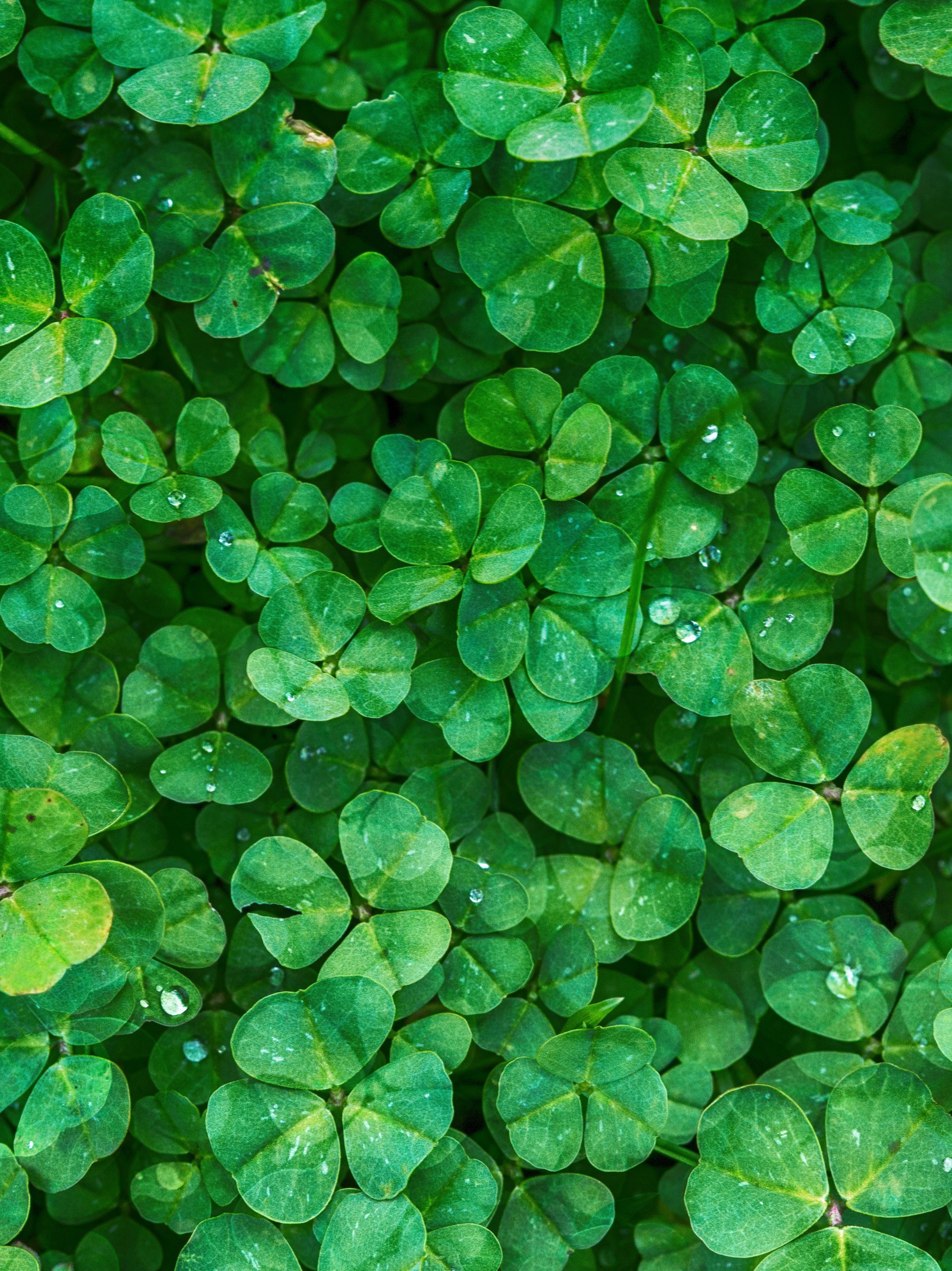 Irish Wallpapers