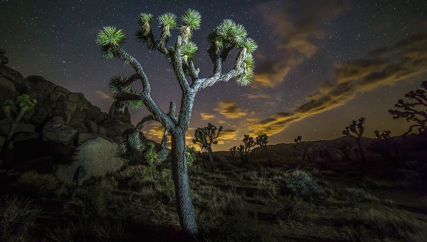 Joshua Tree National Park Evening Wallpapers