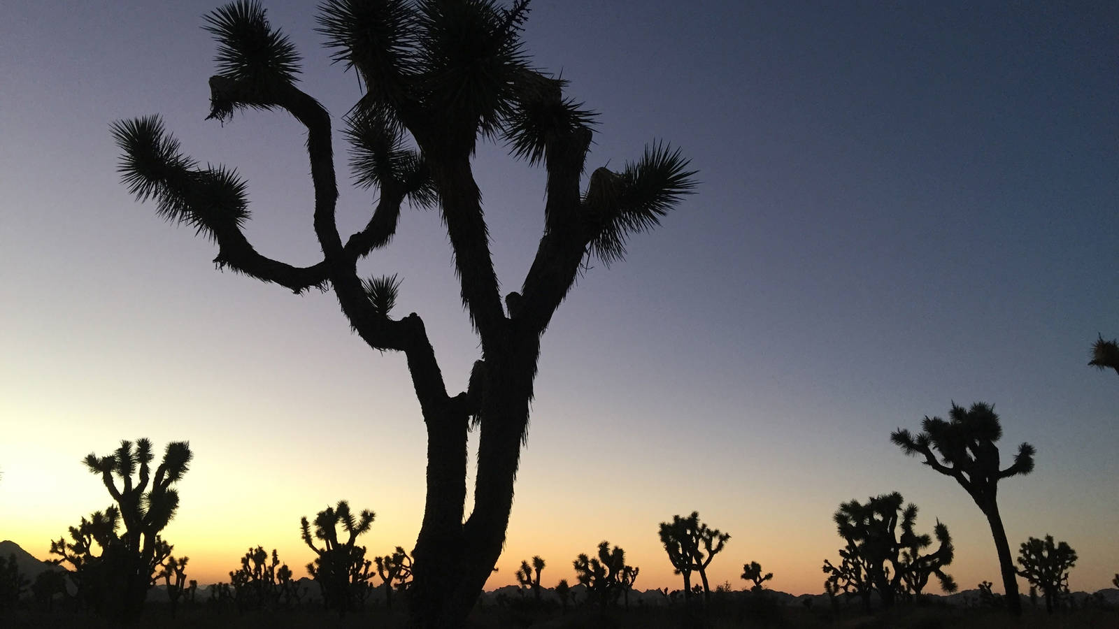 Joshua Tree National Park Evening Wallpapers