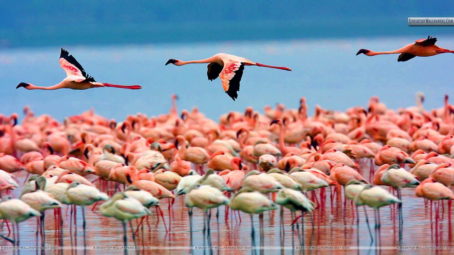 Lake Nakuru Wallpapers