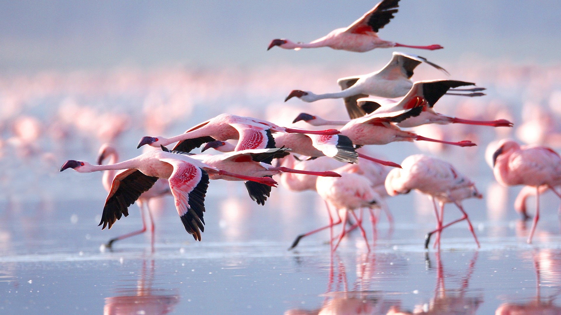 Lake Nakuru Wallpapers