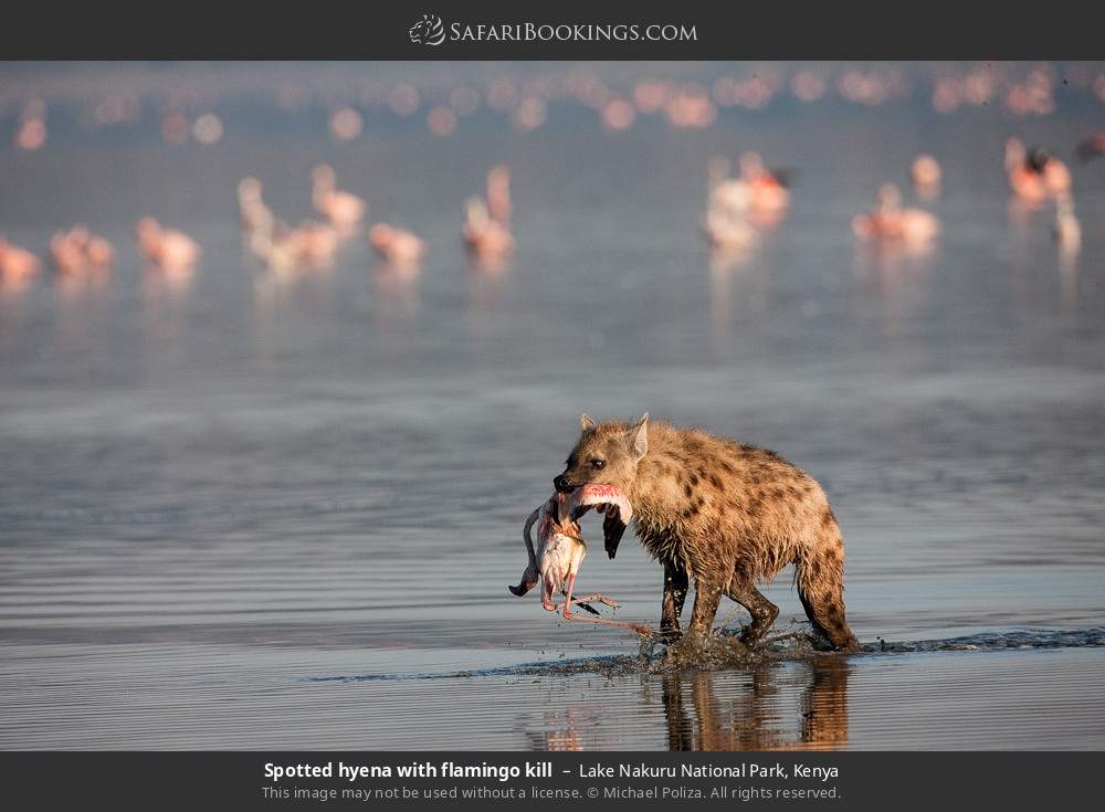 Lake Nakuru Wallpapers