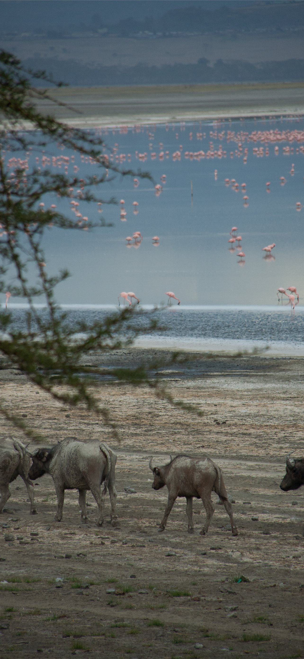 Lake Nakuru Wallpapers