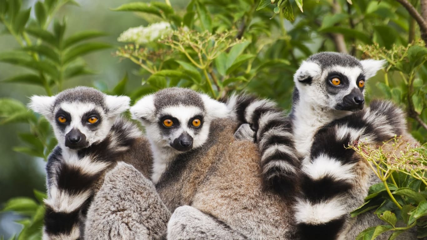 Madagascar Country Wallpapers